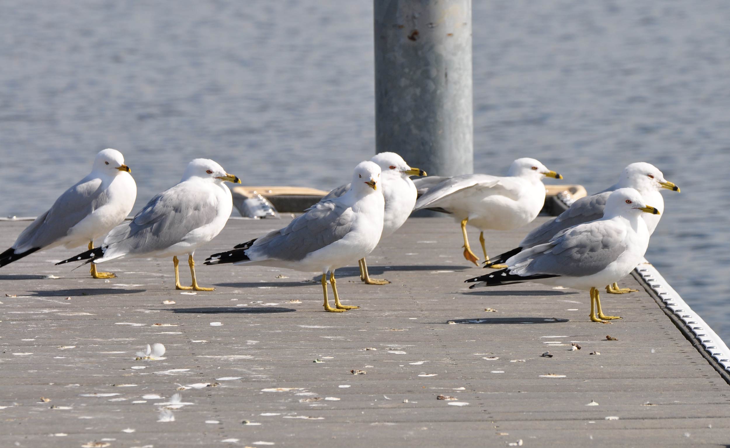 Gull scat.