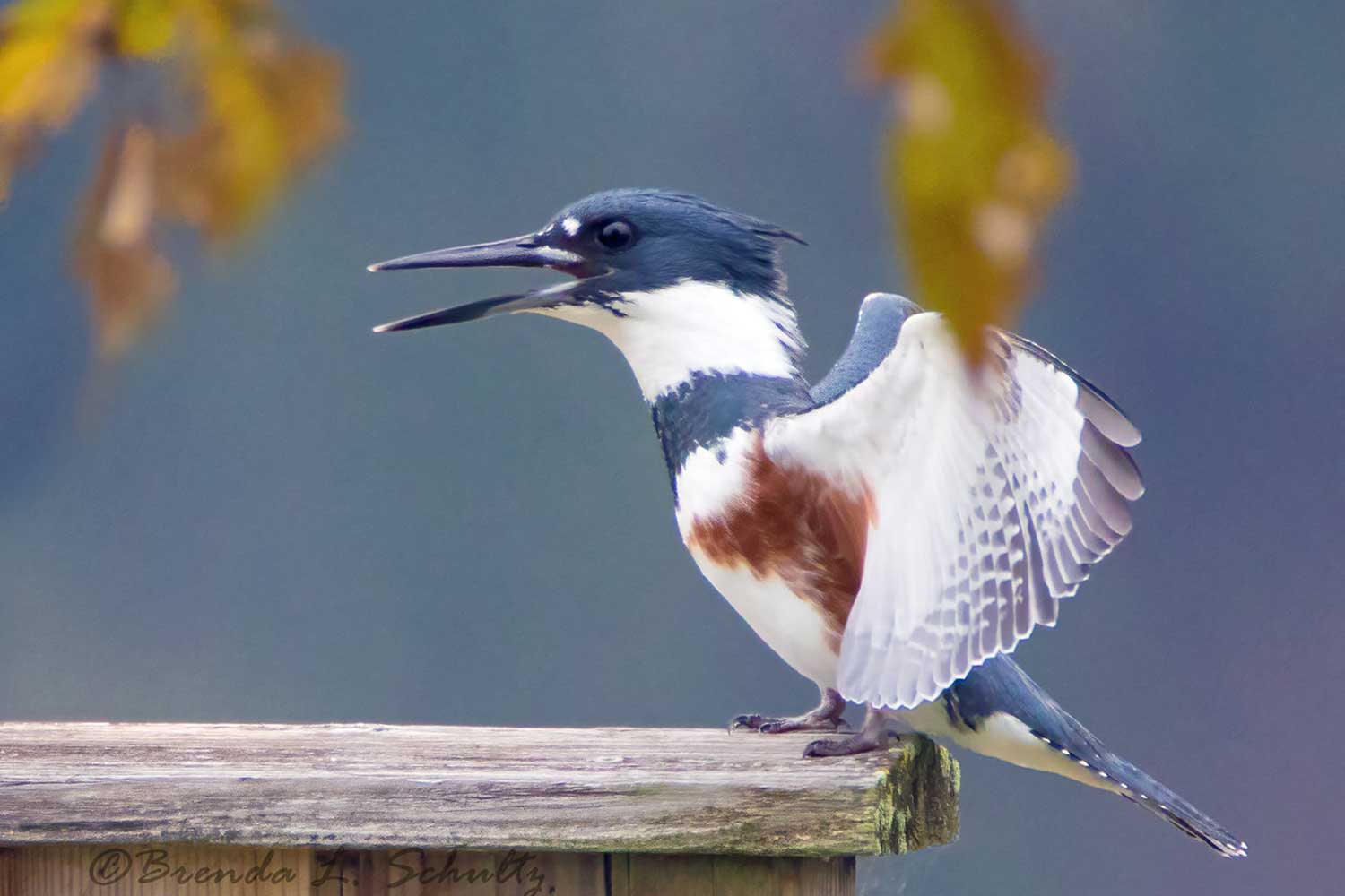 A belted kingfisher with its mouth open.