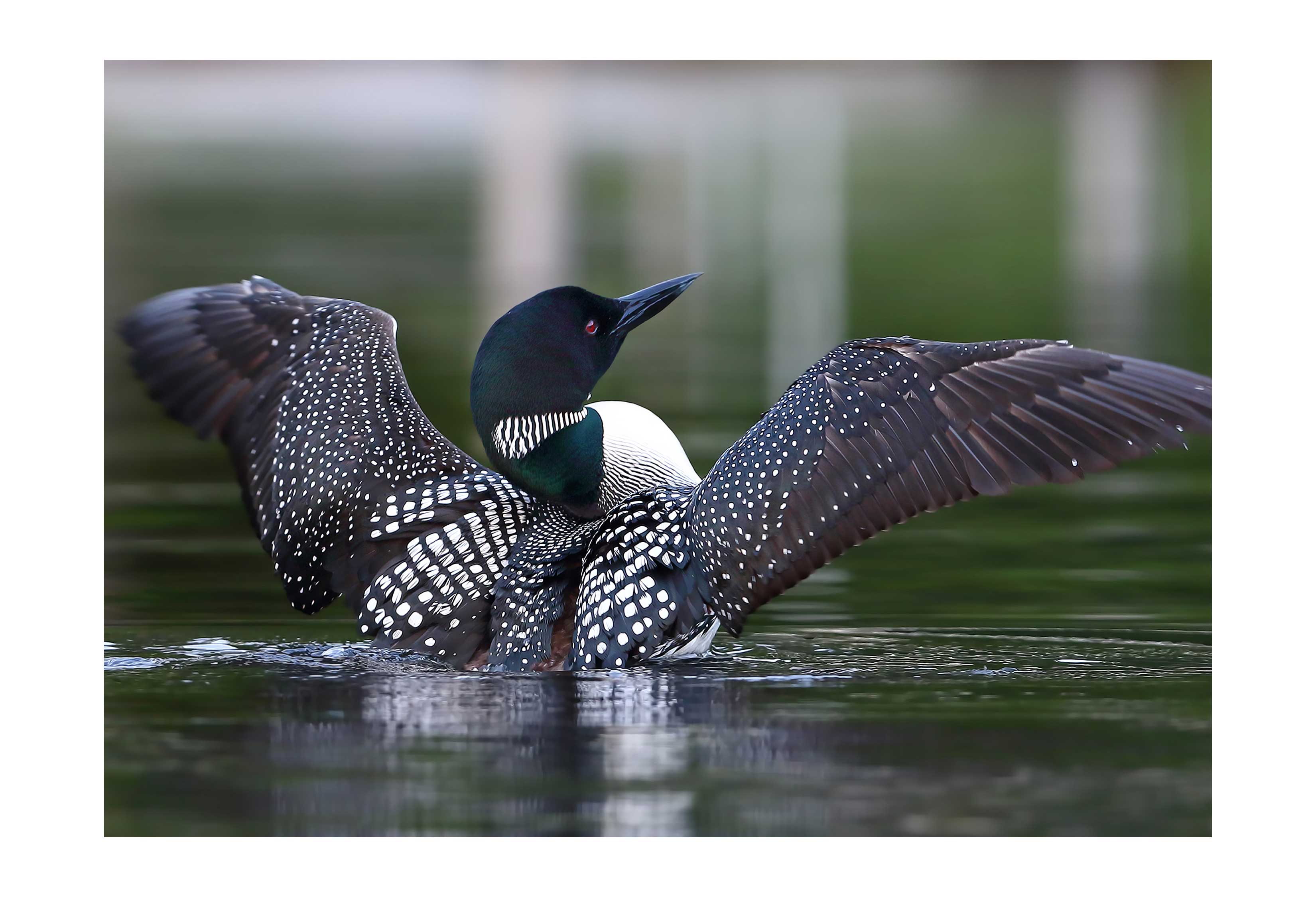 A common loon in the water.