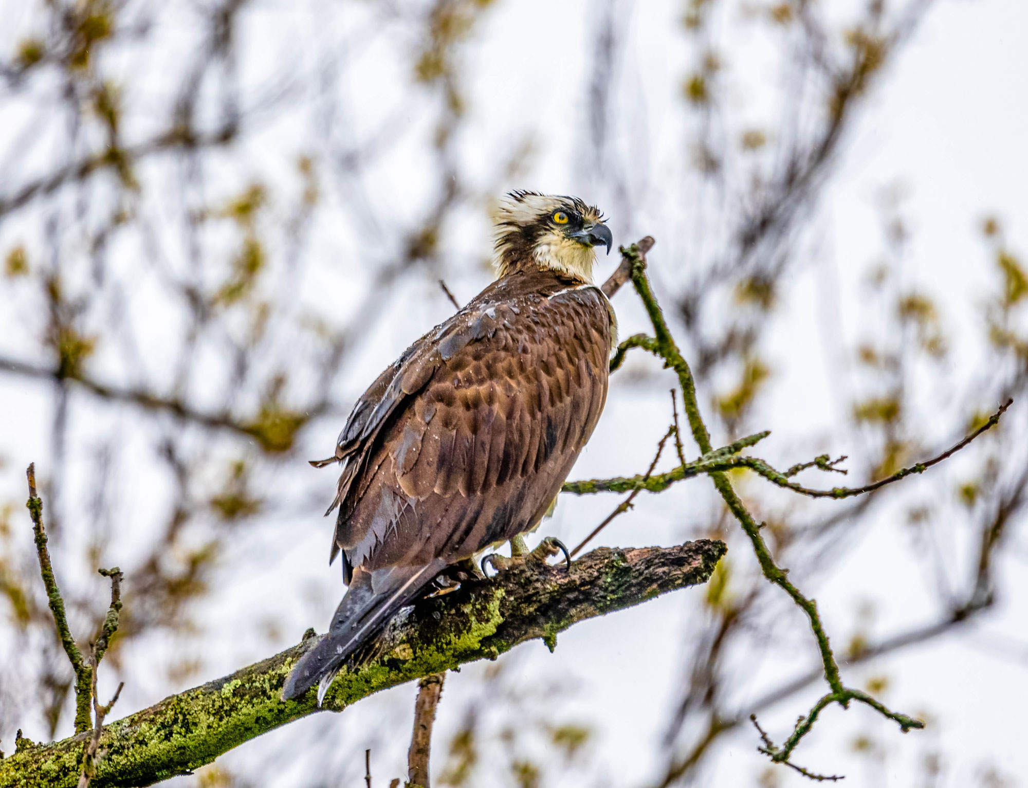 Osprey  Audubon Center for Birds of Prey