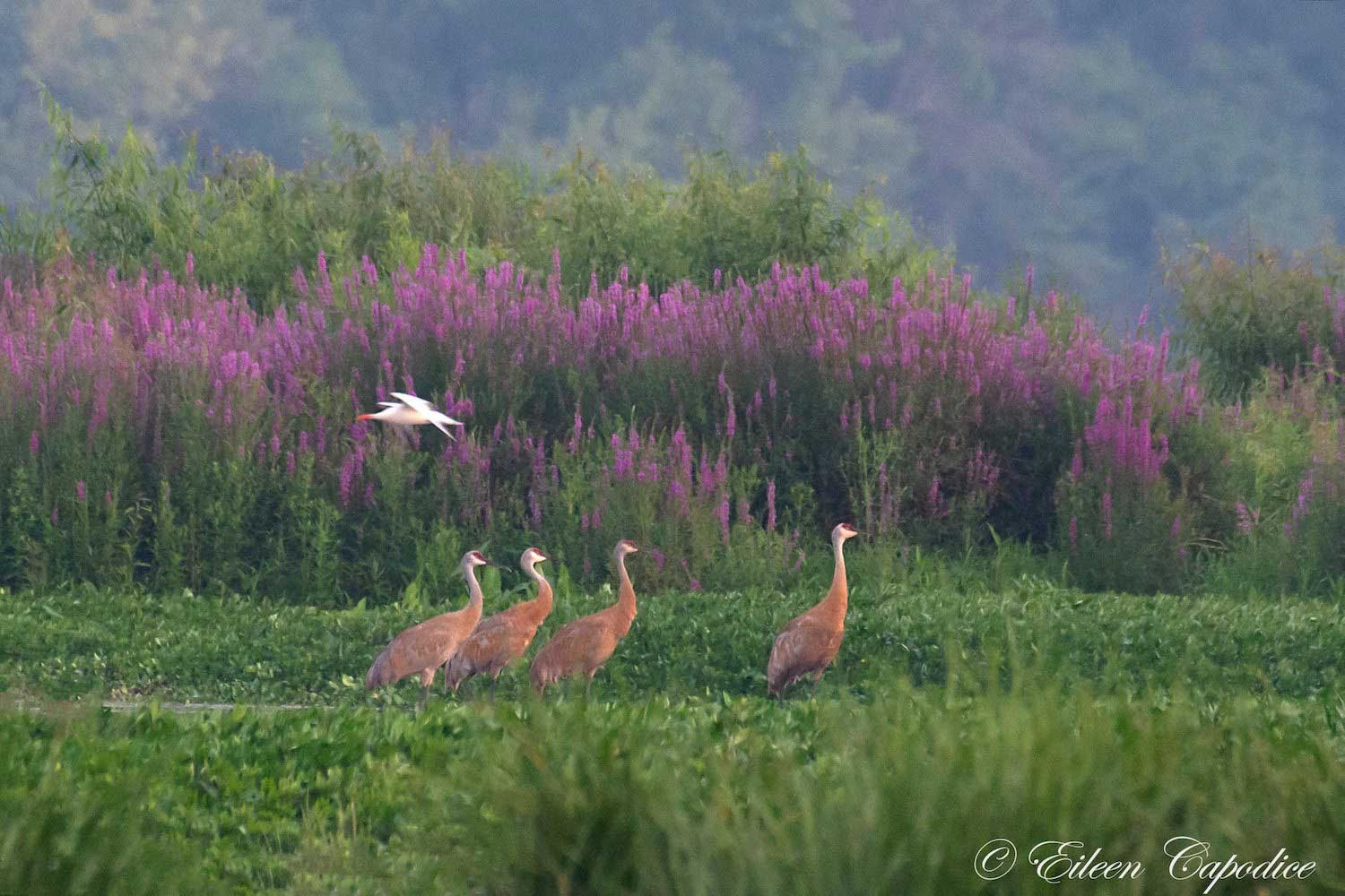 Four sandhill cranes in a field.