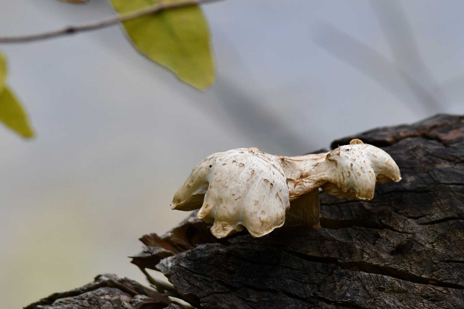 Train wrecker fungus on a downed tree.