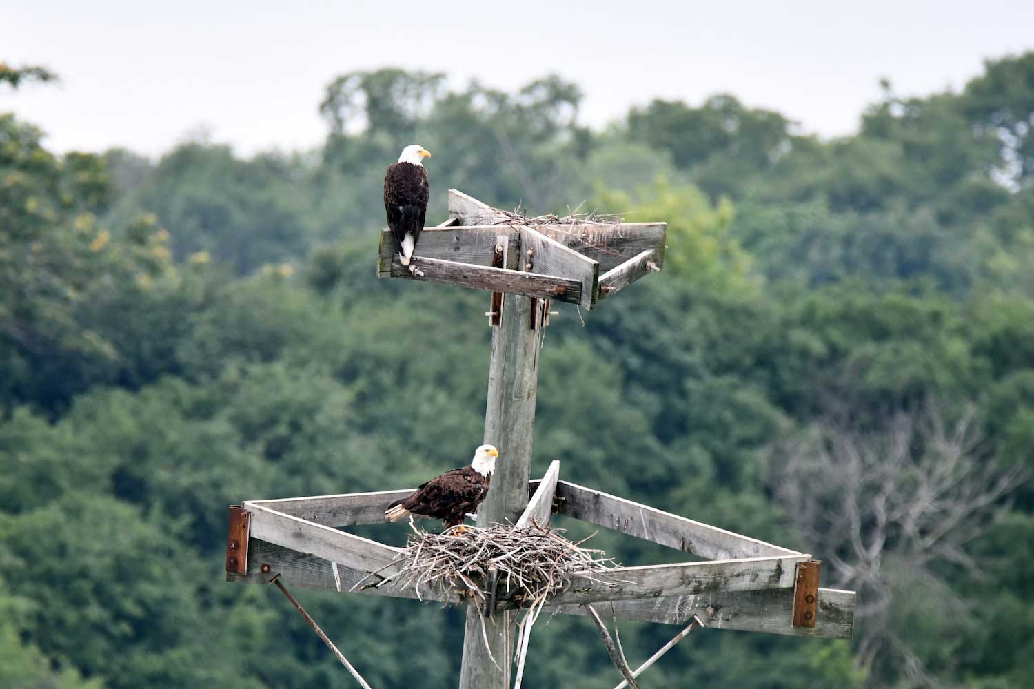 Two bald eagles perched on a nesting platform.