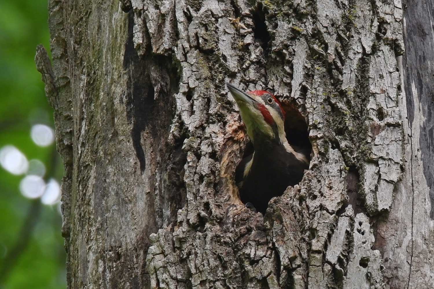 A pileated woodpecker sticking its head out of a tree cavity.