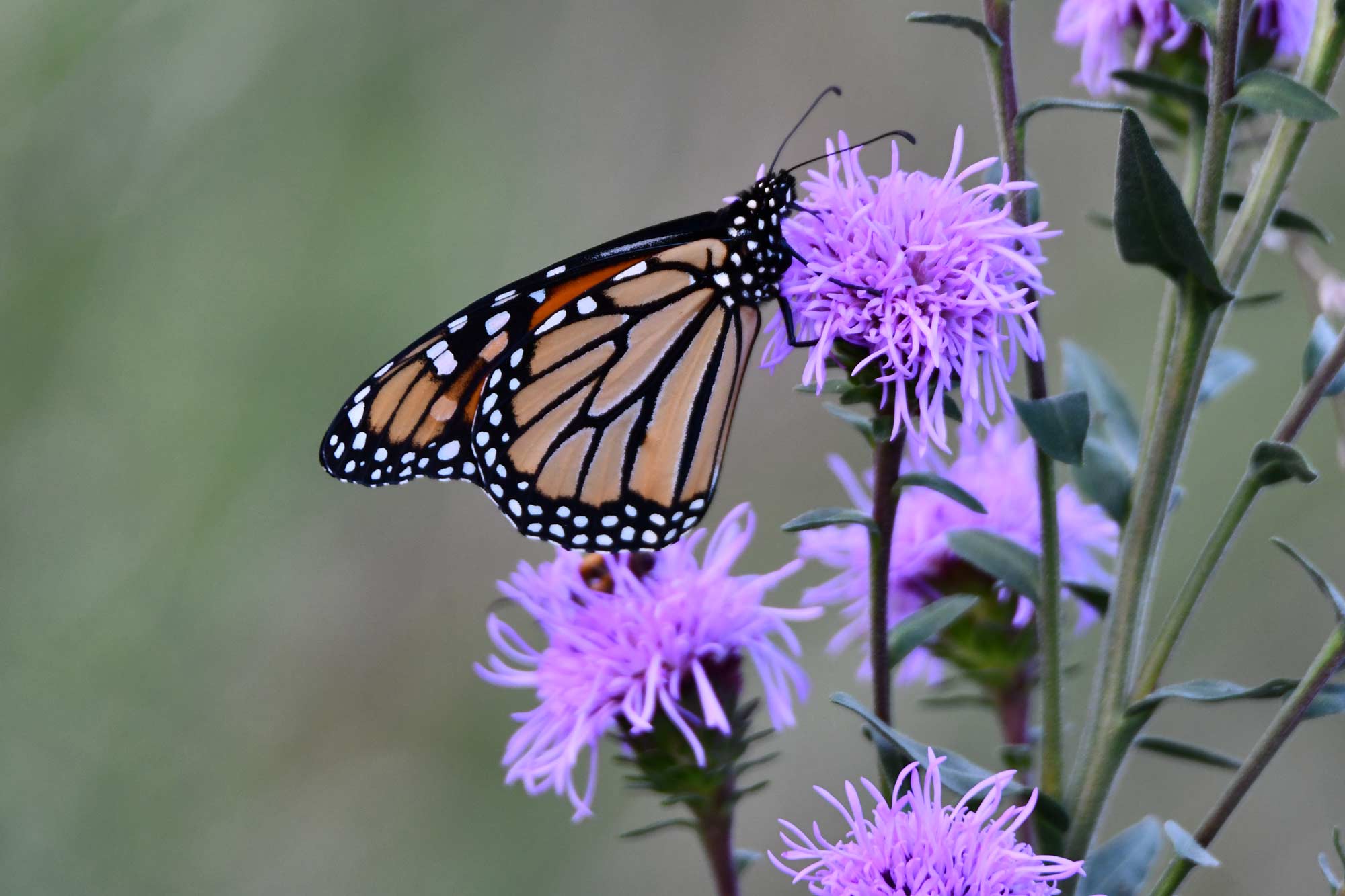 A monarch butterfly on blazing star.