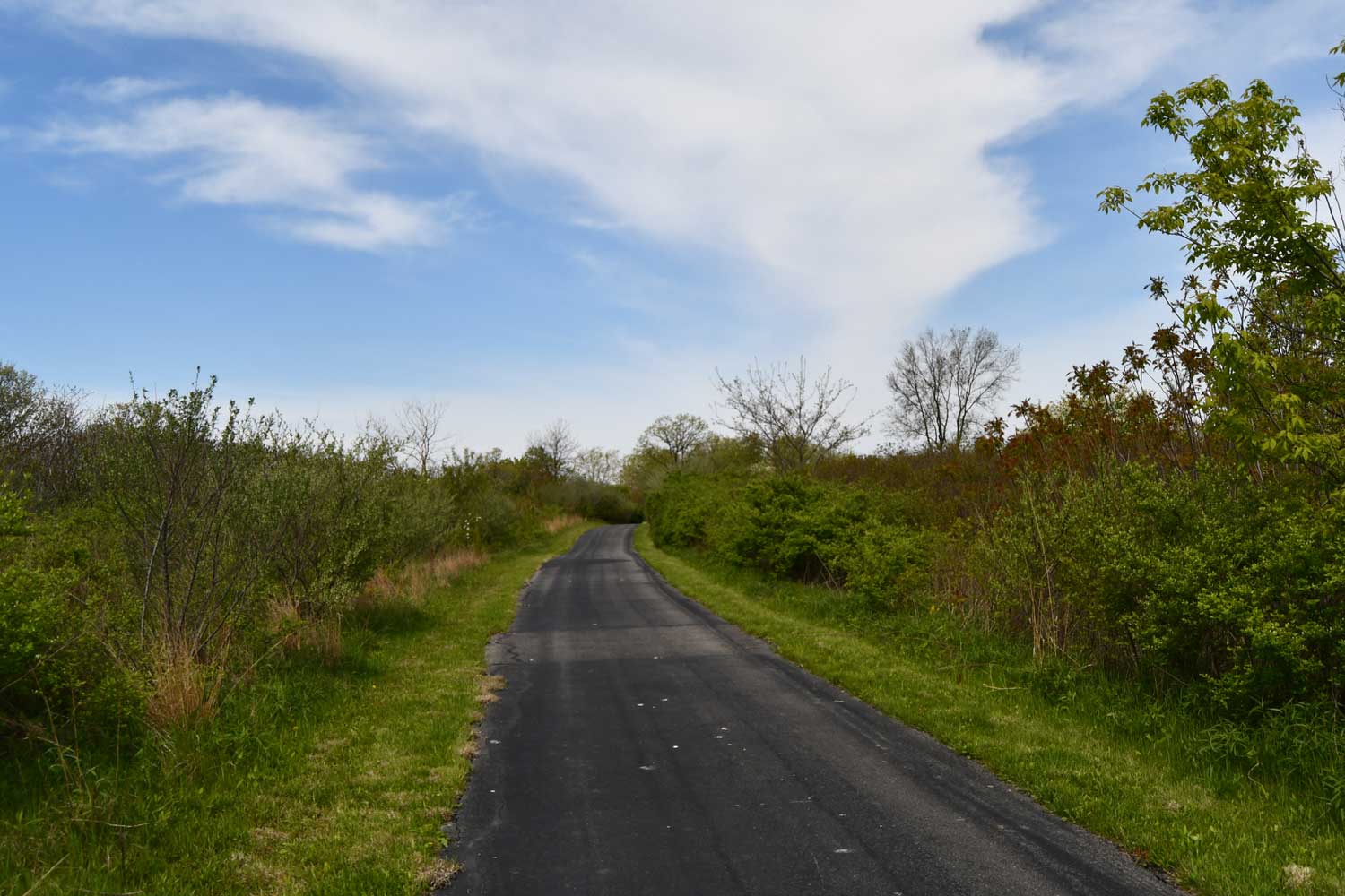 Paved trail lined with grasses and trees.