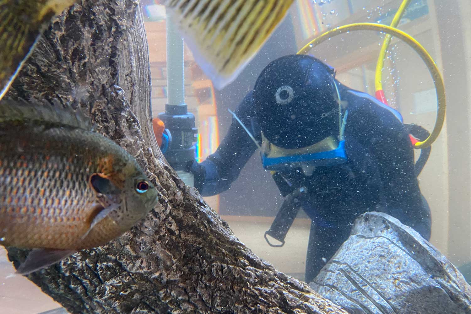 A diver cleans a fish tank