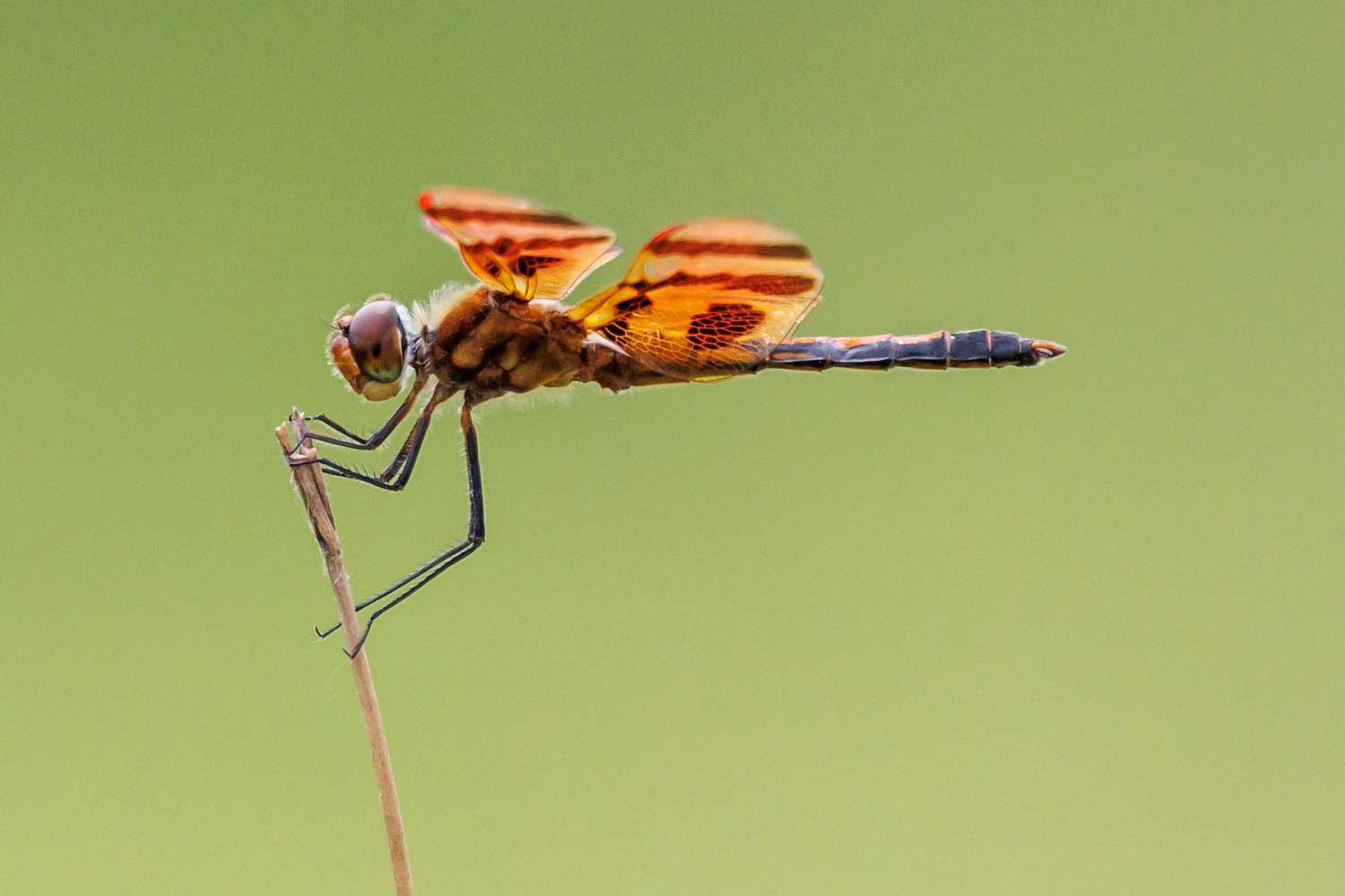 A dragonfly atop plant.