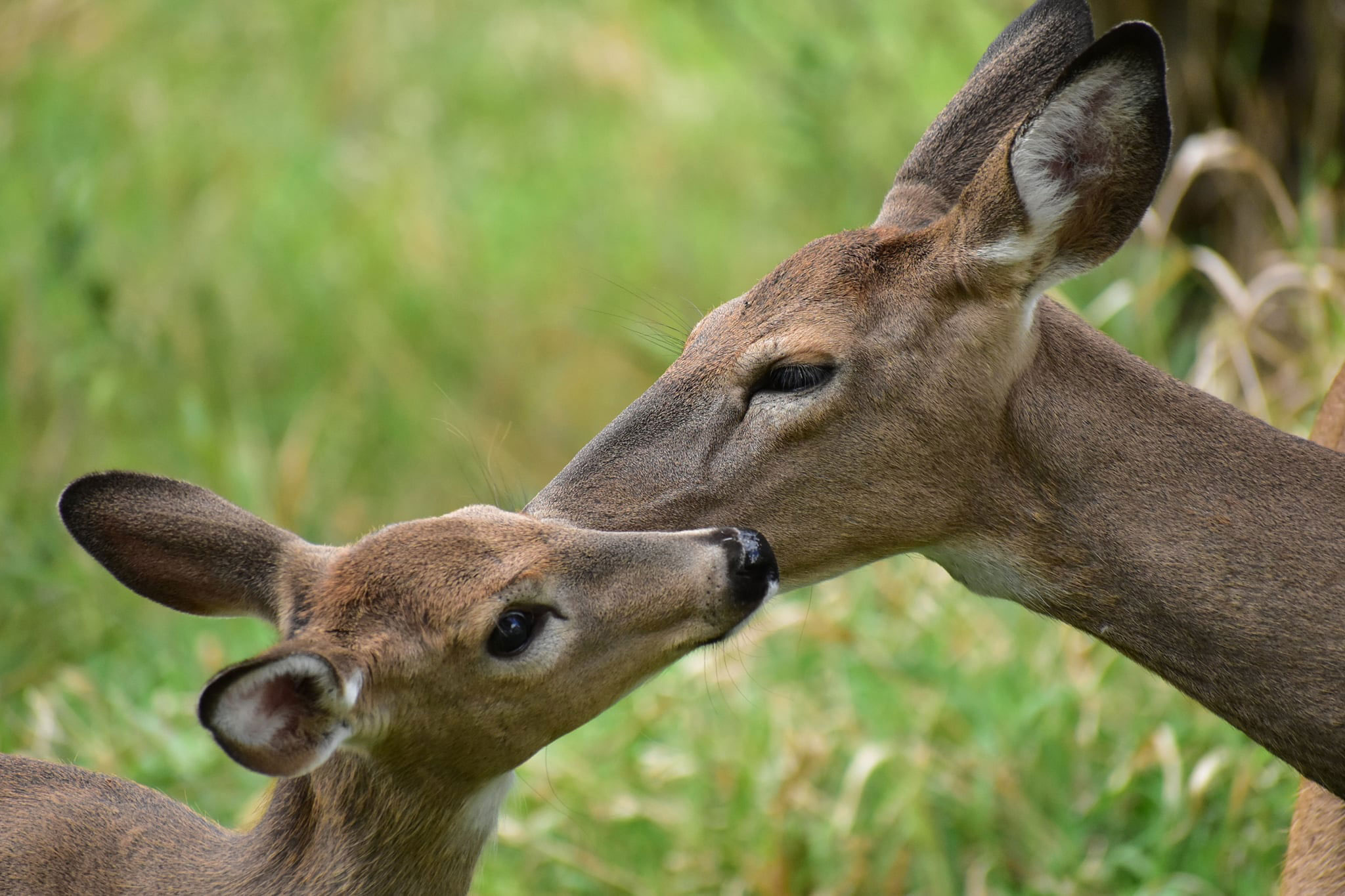 Two deer showing affection for each other.