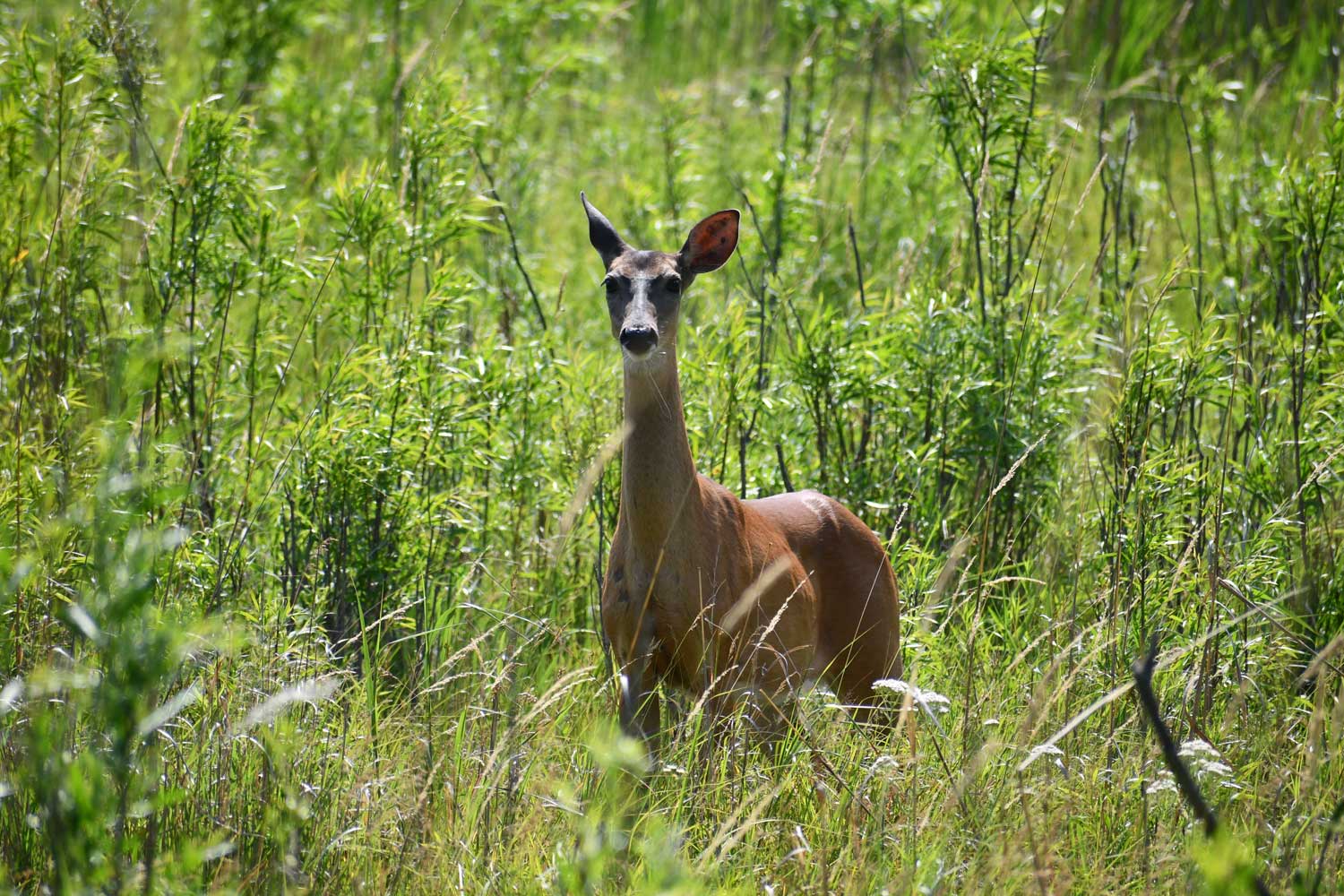 White tailed deer standing in grass.