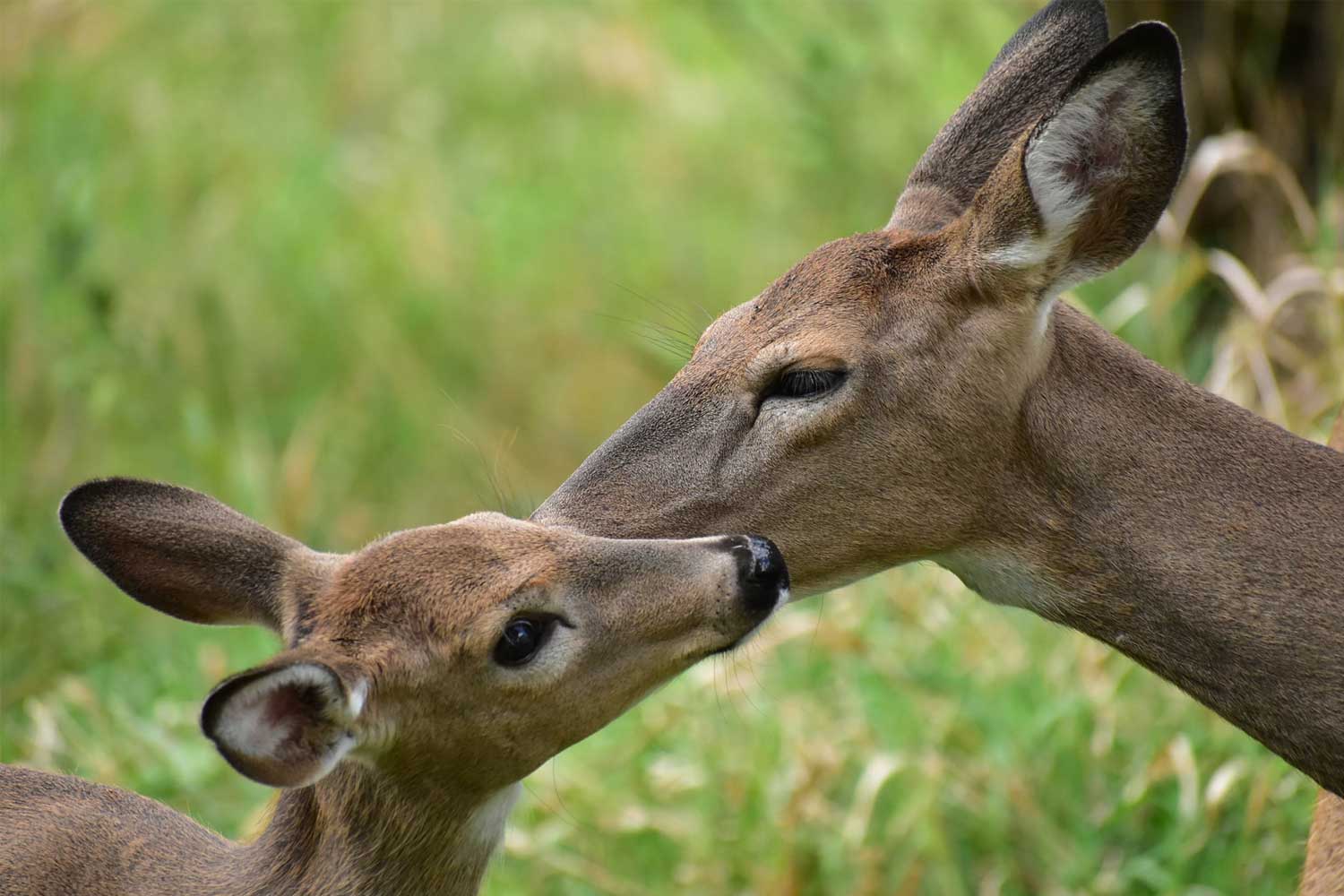 White tailed deer standing face to face.