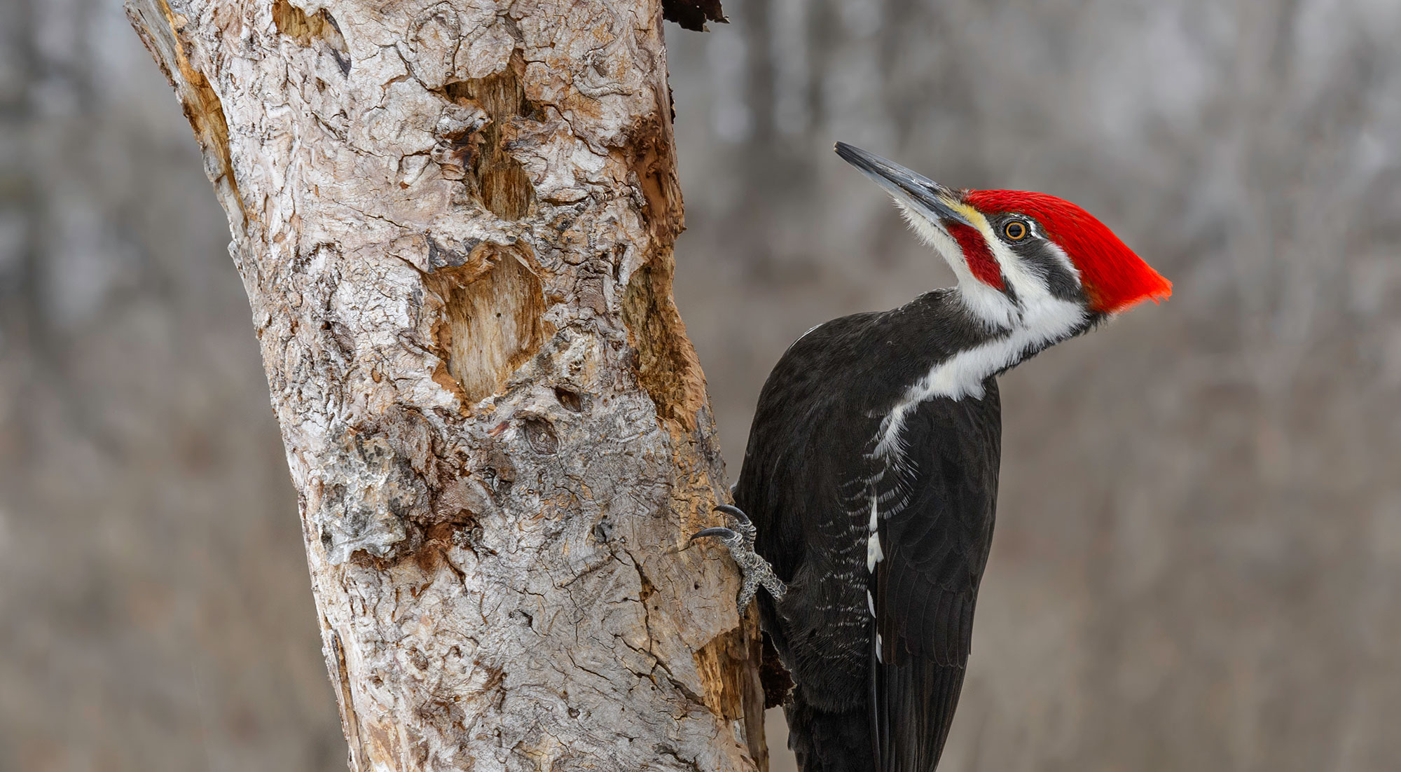 A pileated woodpecker on tree bark.