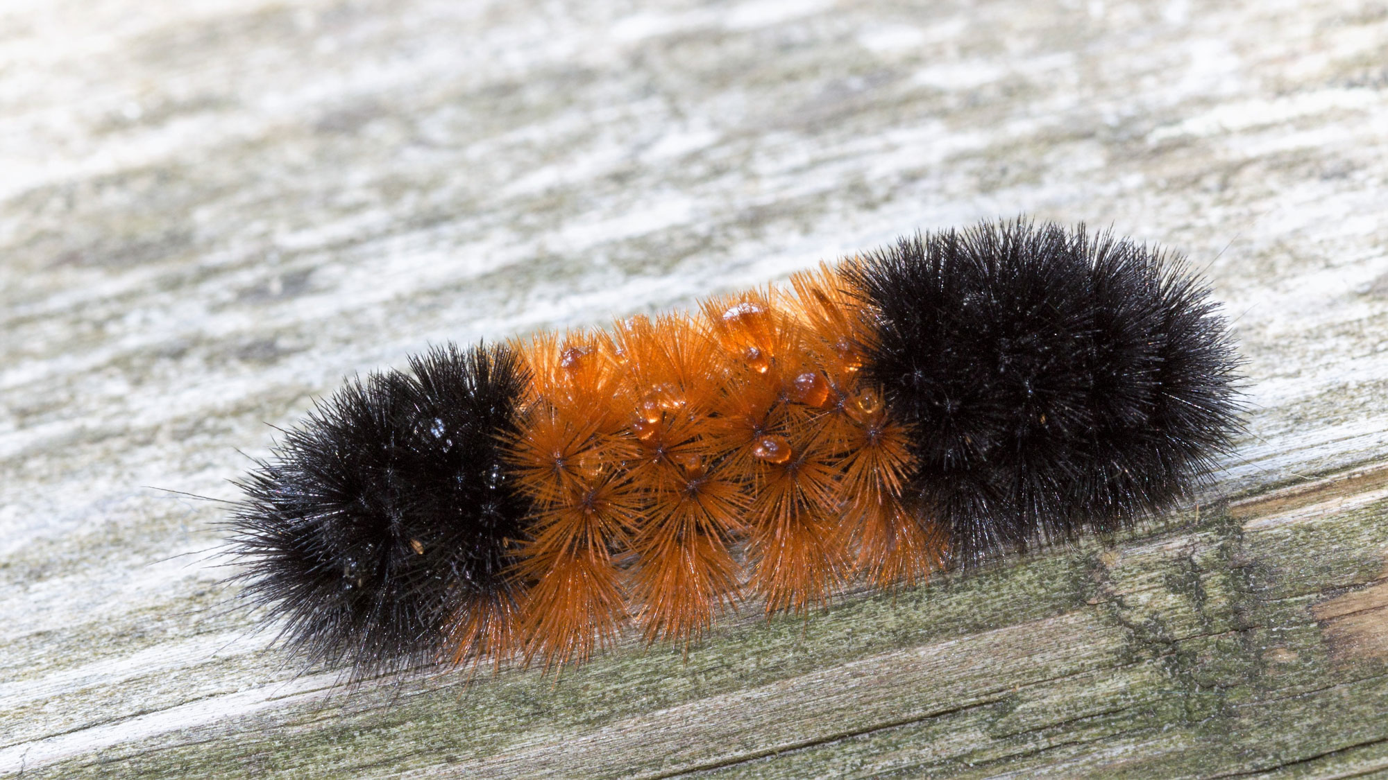 A woolly bear caterpillar on wood.