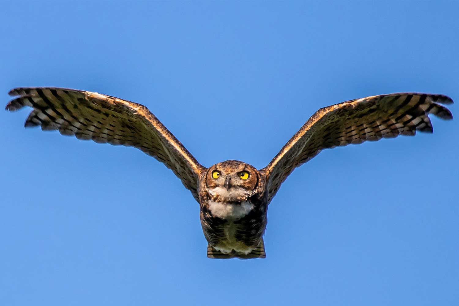 Great horned owl in flight.