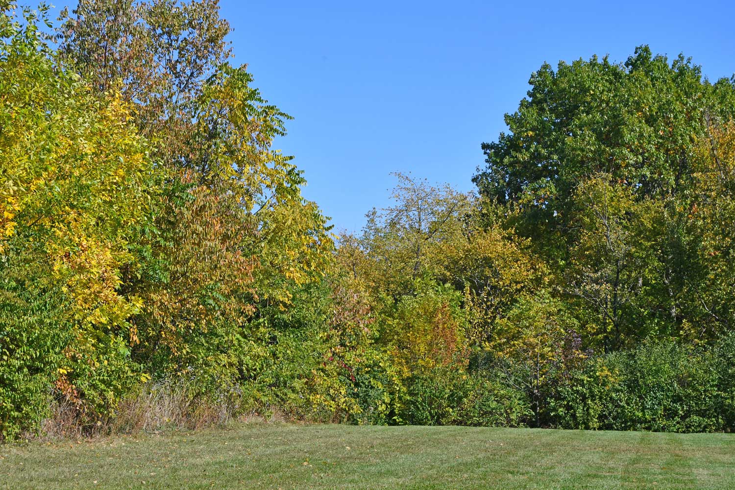 Trees near path covered with fall colored leaves.