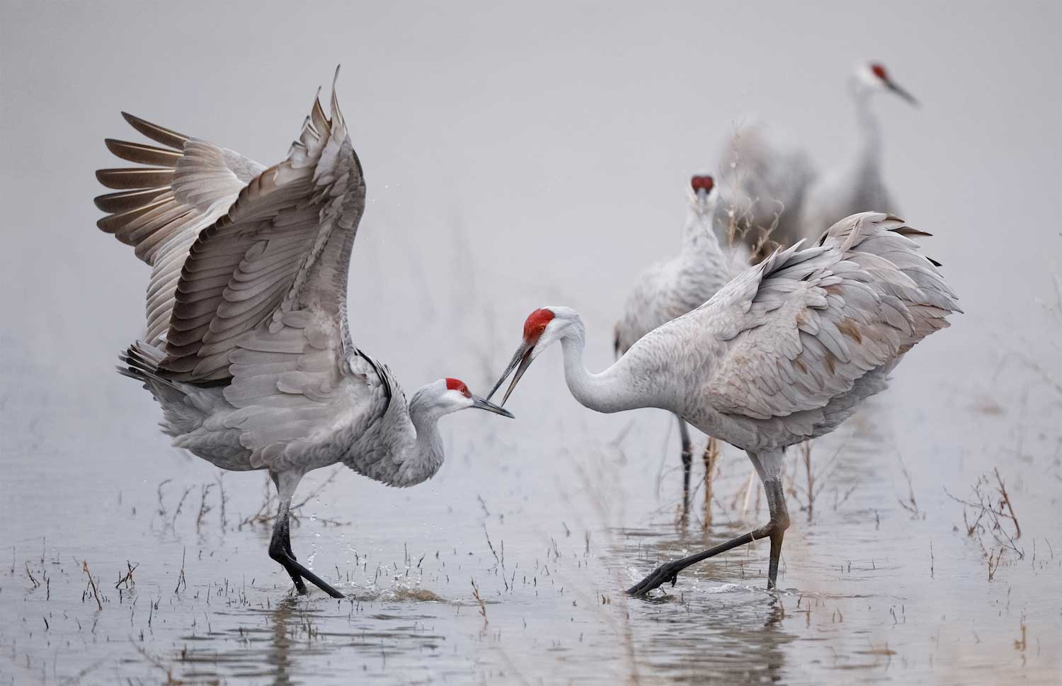 A pair of sandhill cranes in shallow water.