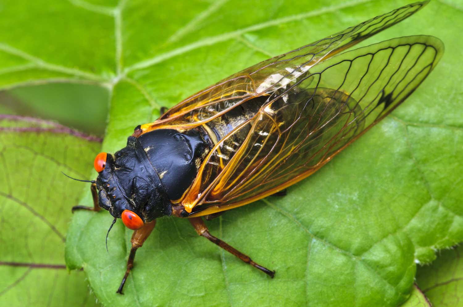A cicada on a green leaf.
