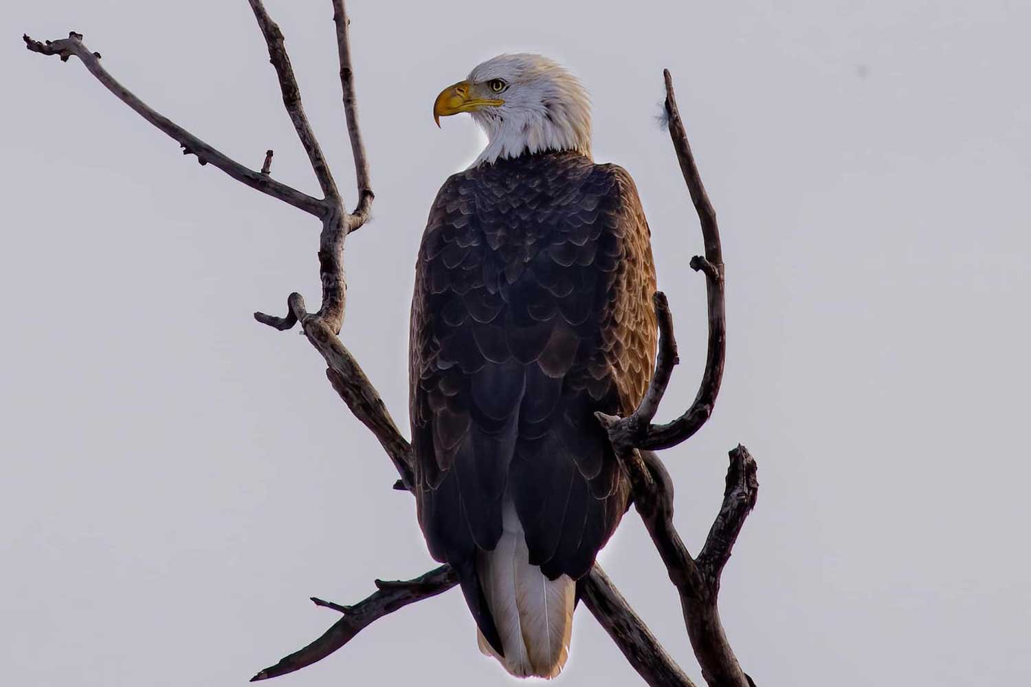 A bald eagle on a branch.