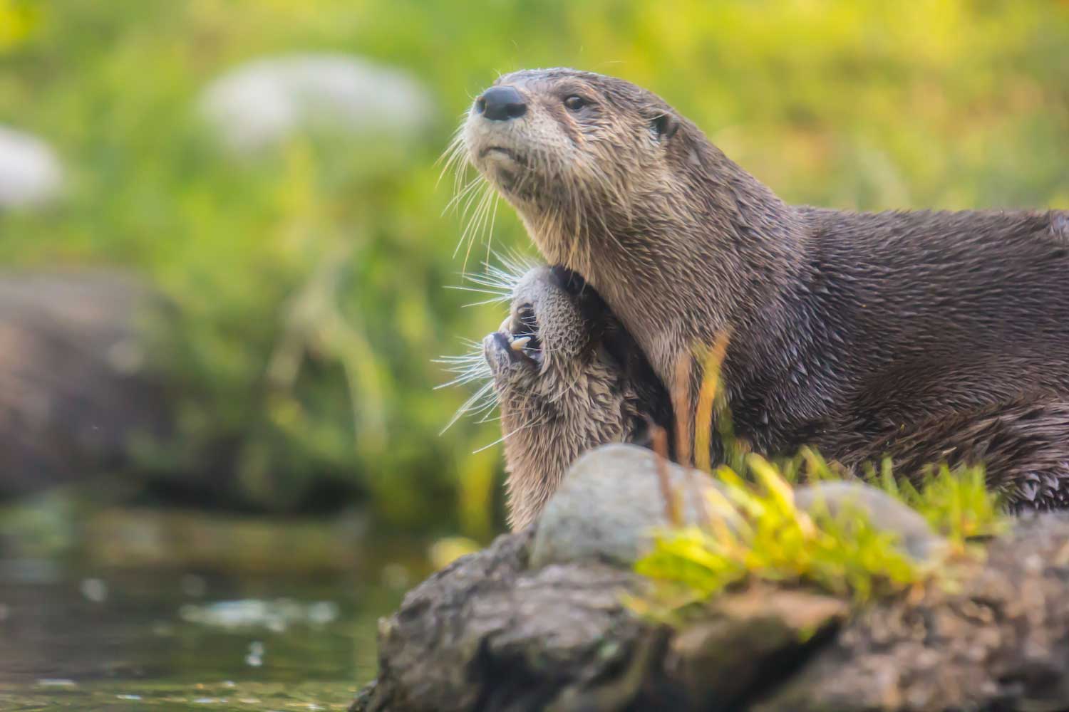 Two river otters standing next to one another on land.