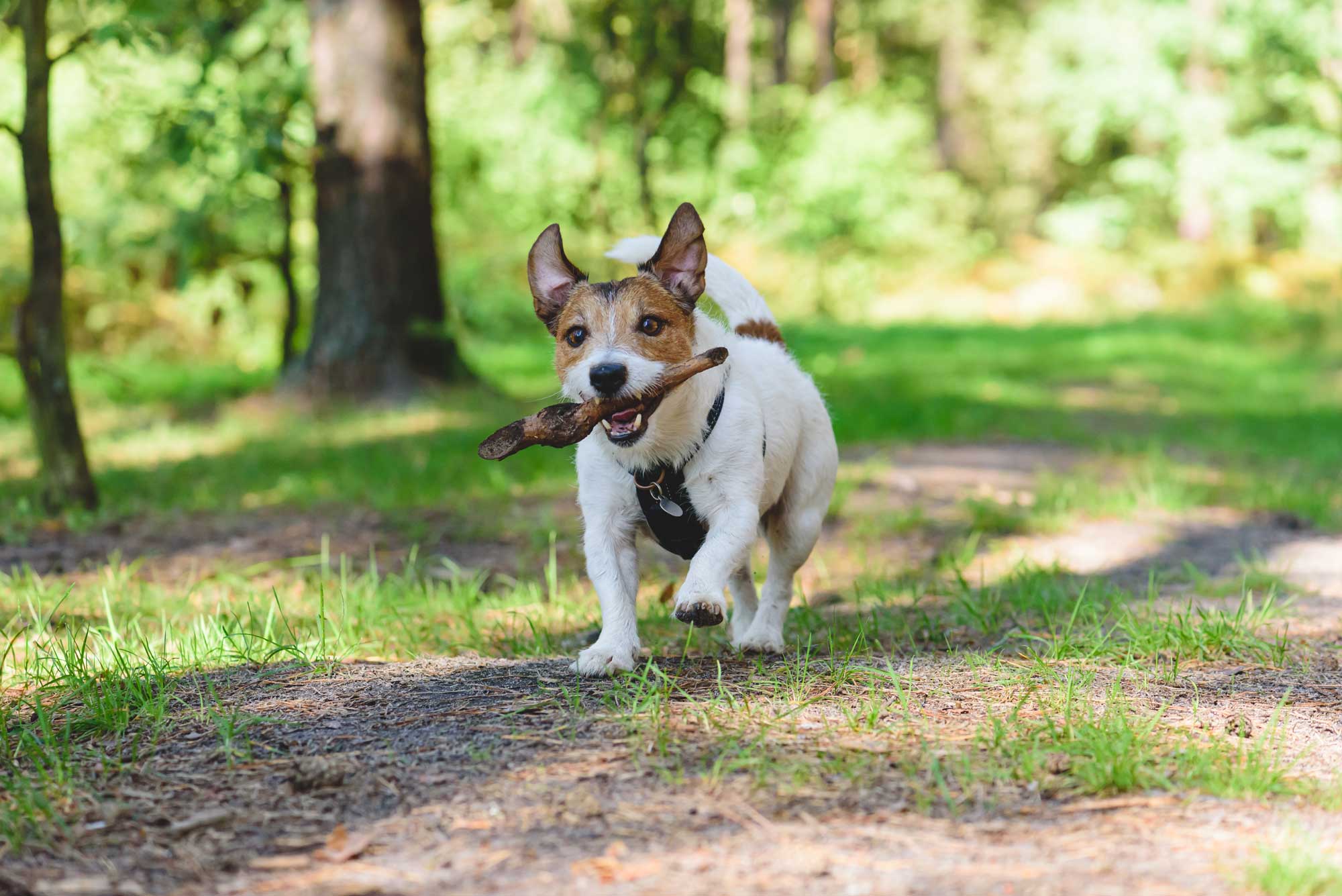 A white and brown dog walks on a path