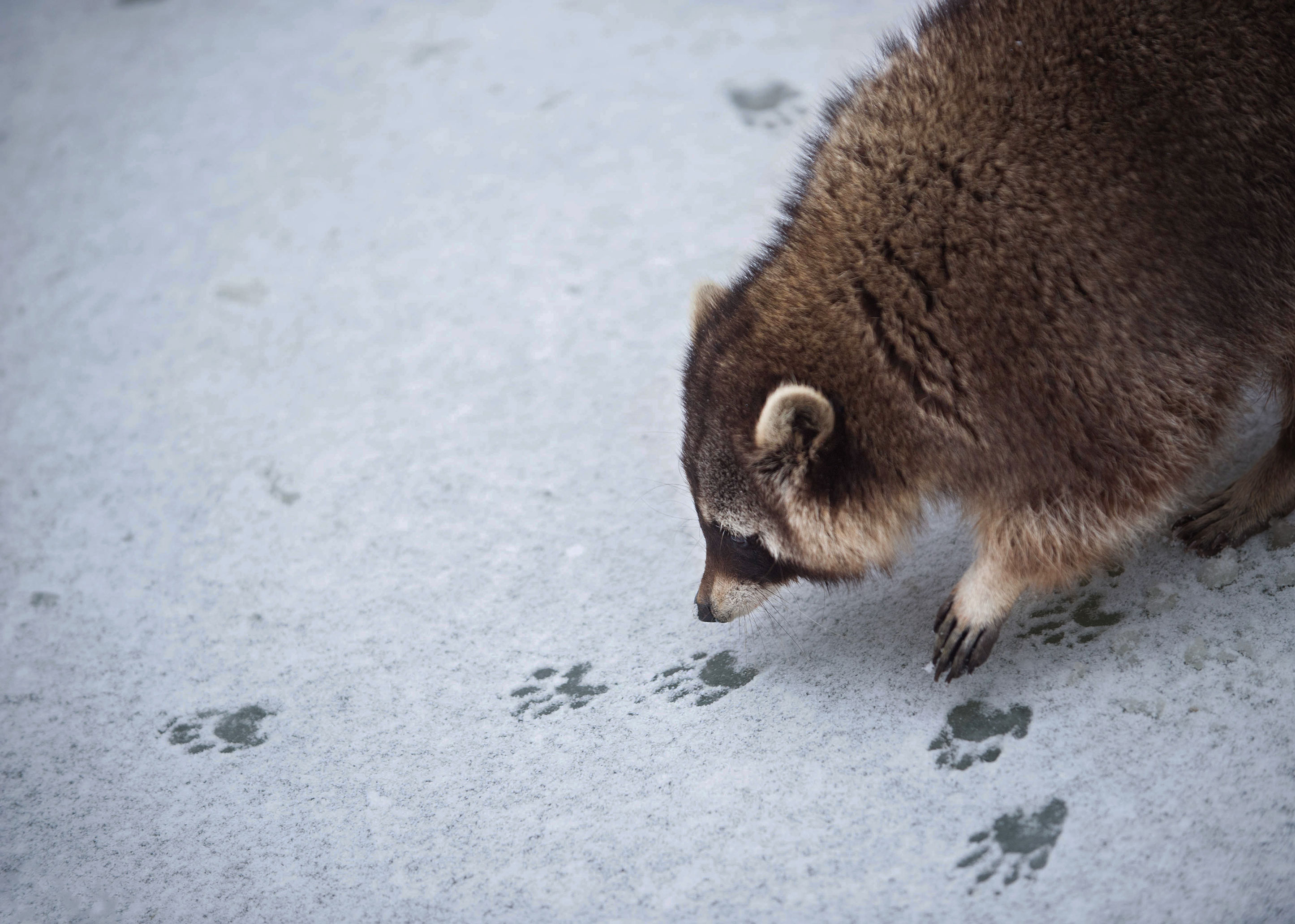 A raccoon looking at its tracks in snow.