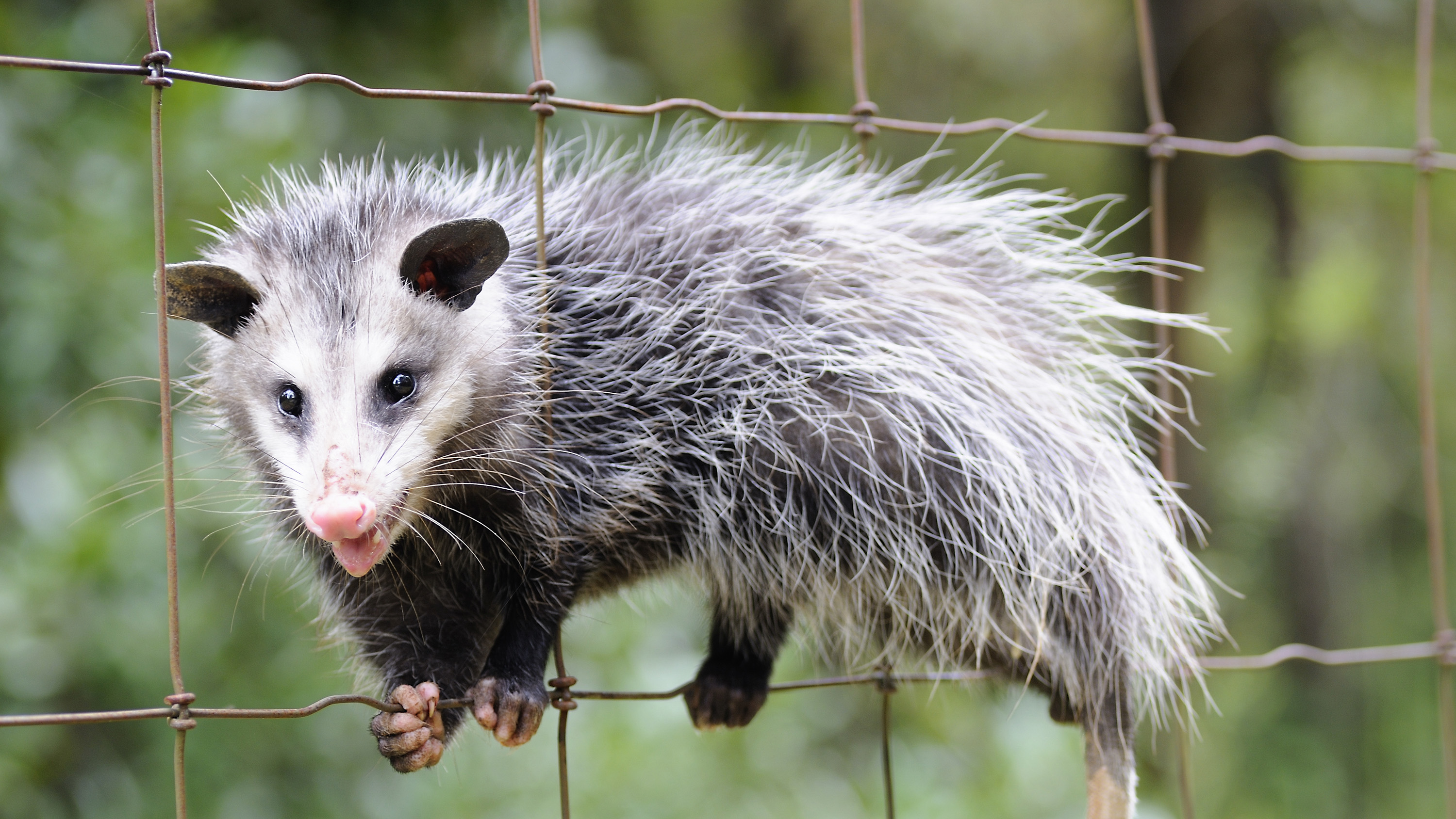 An opossum on a wire fence.