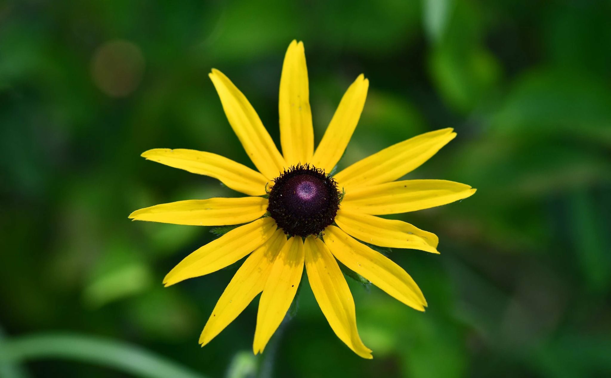 A black-eyed Susan.