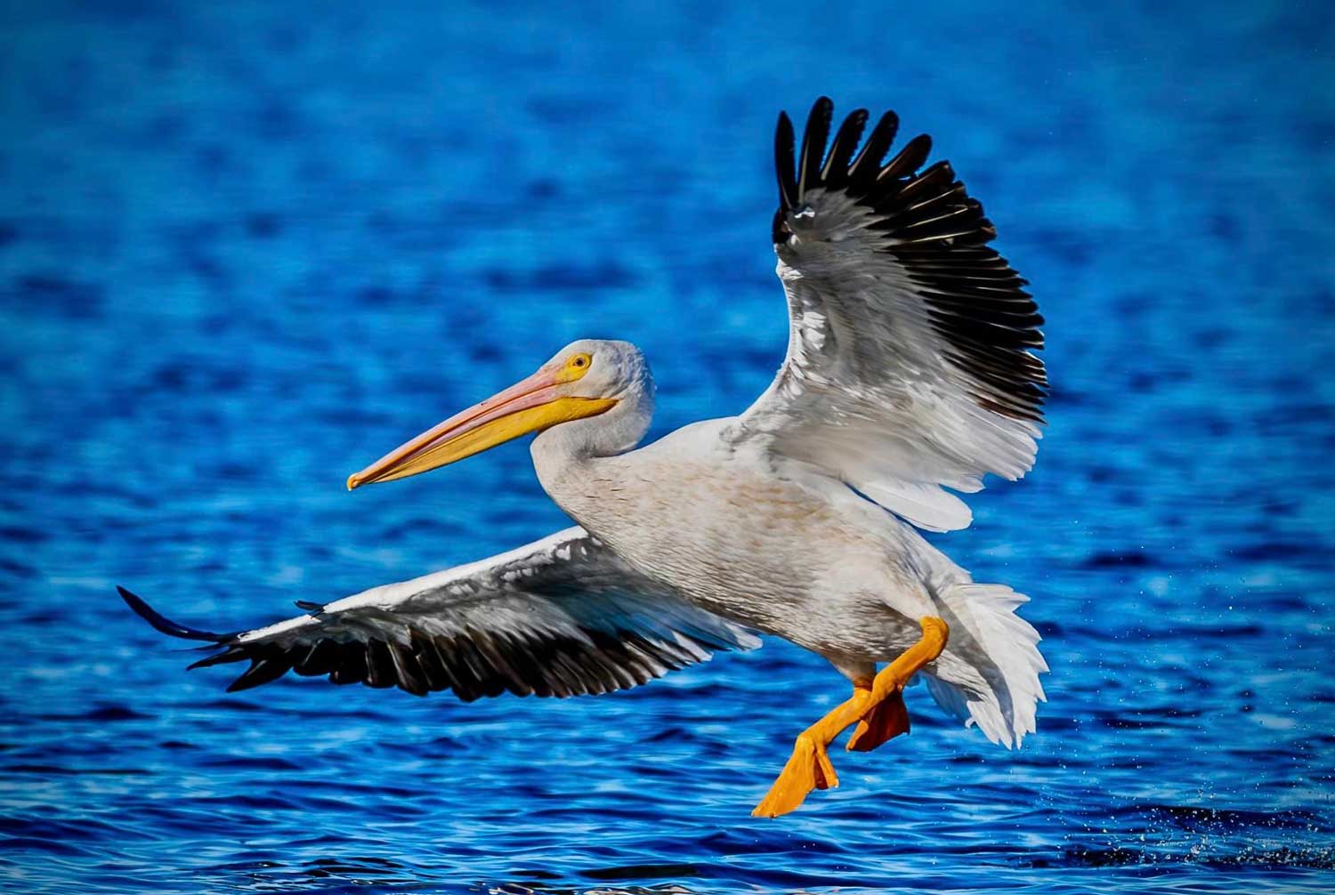 A pelican in flight just above the water's surface with its wings and feet extended.