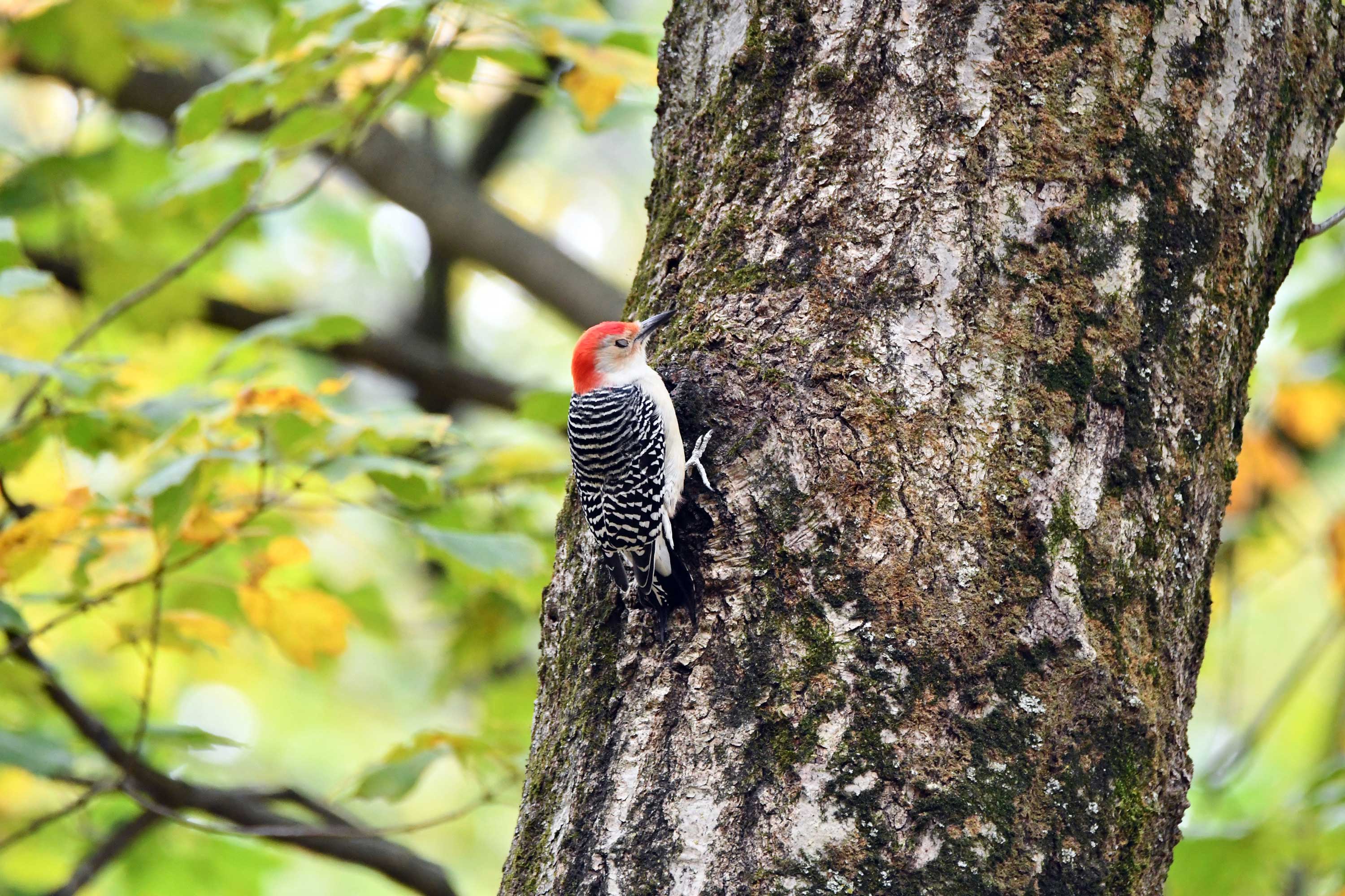 A red-bellied woodpecker climbing up a tree.