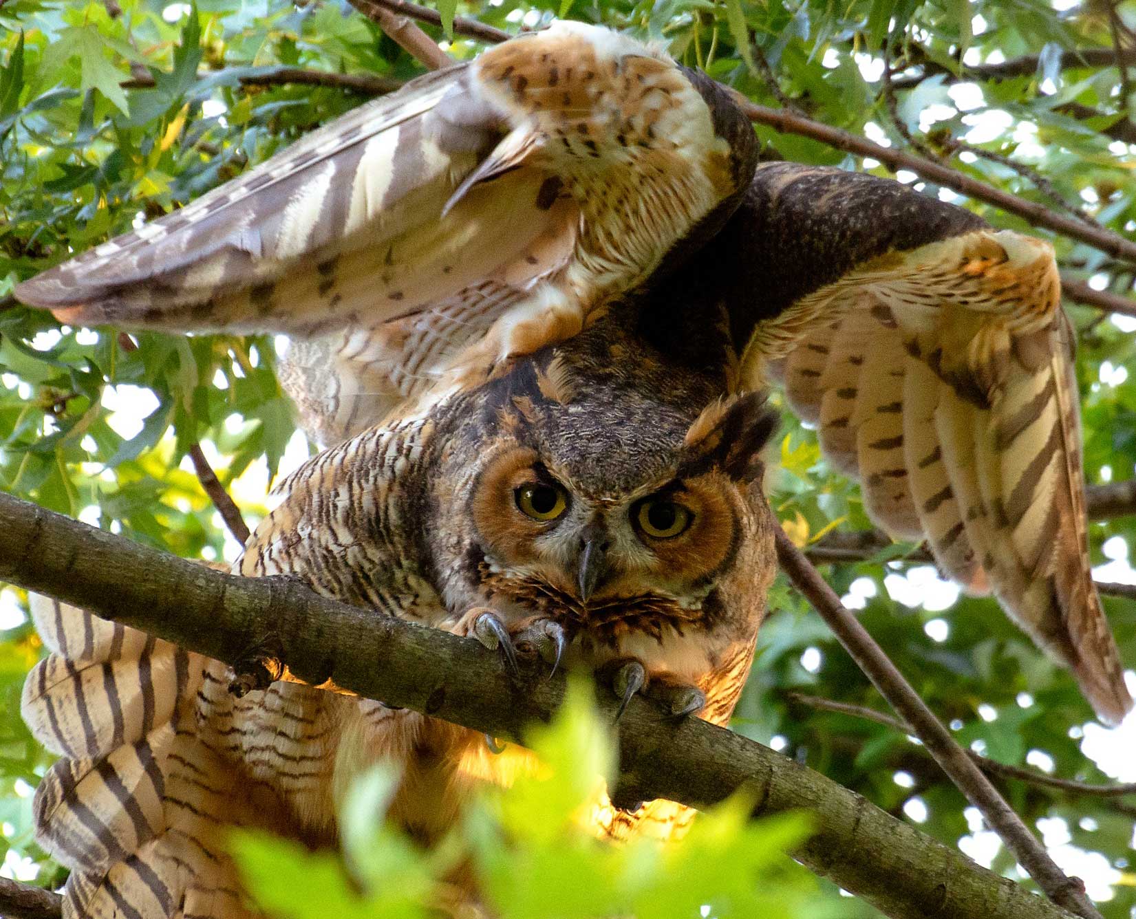 A great horned owl takes off from a tree