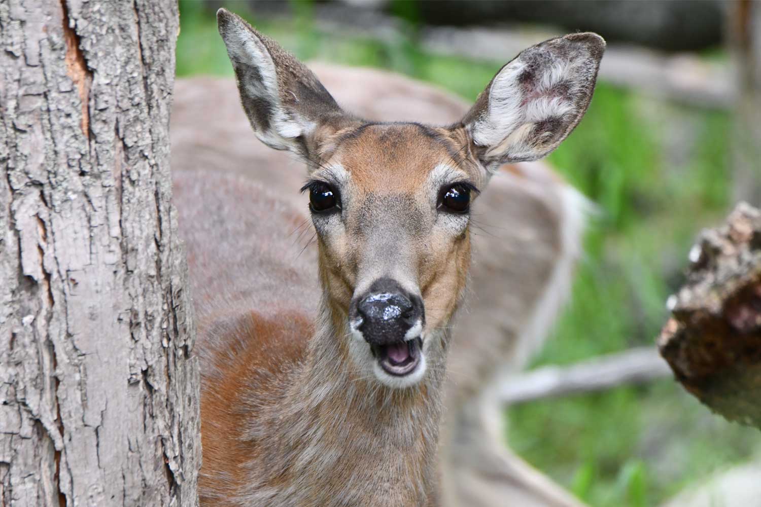 White tailed deer standing next to a tree.