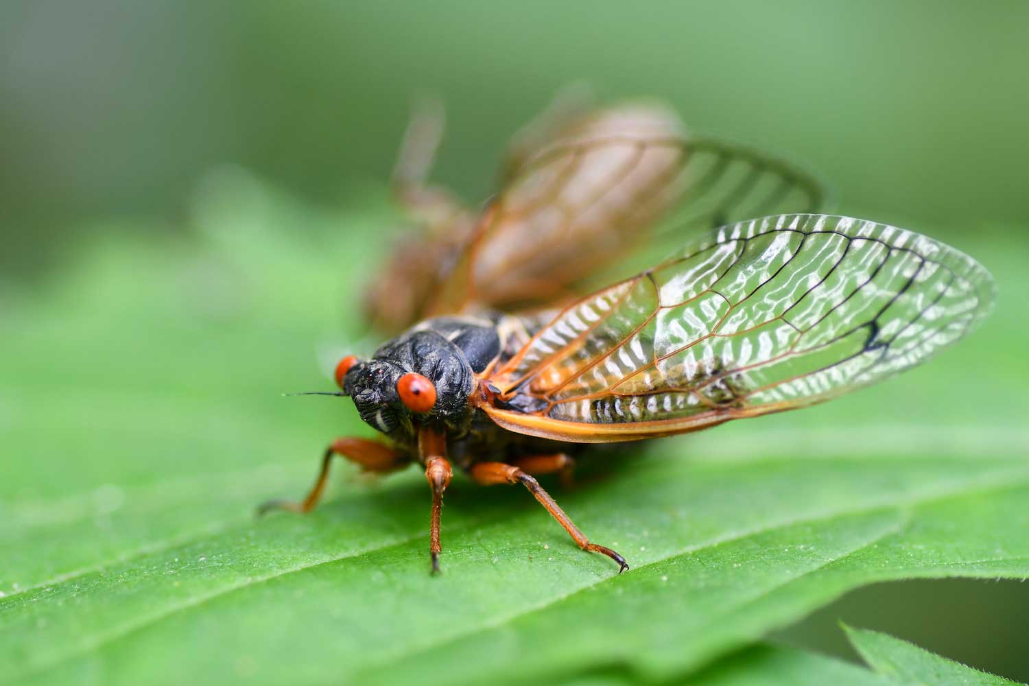 A cicada on a leaf. 