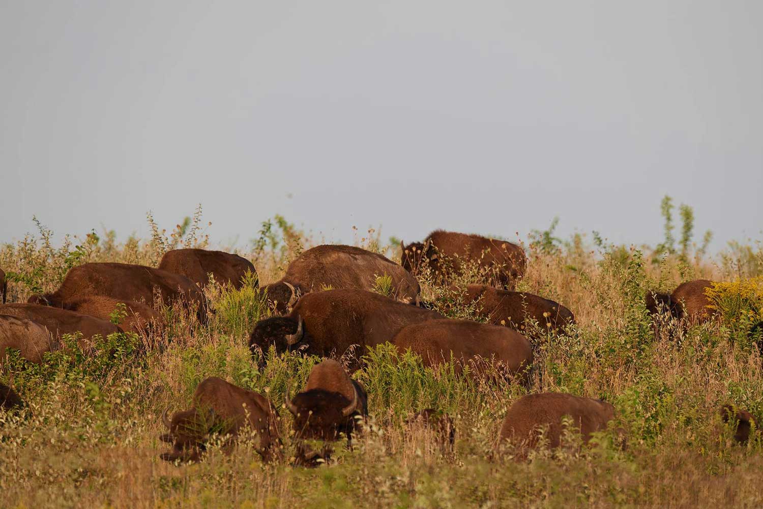 Bison on the prairie