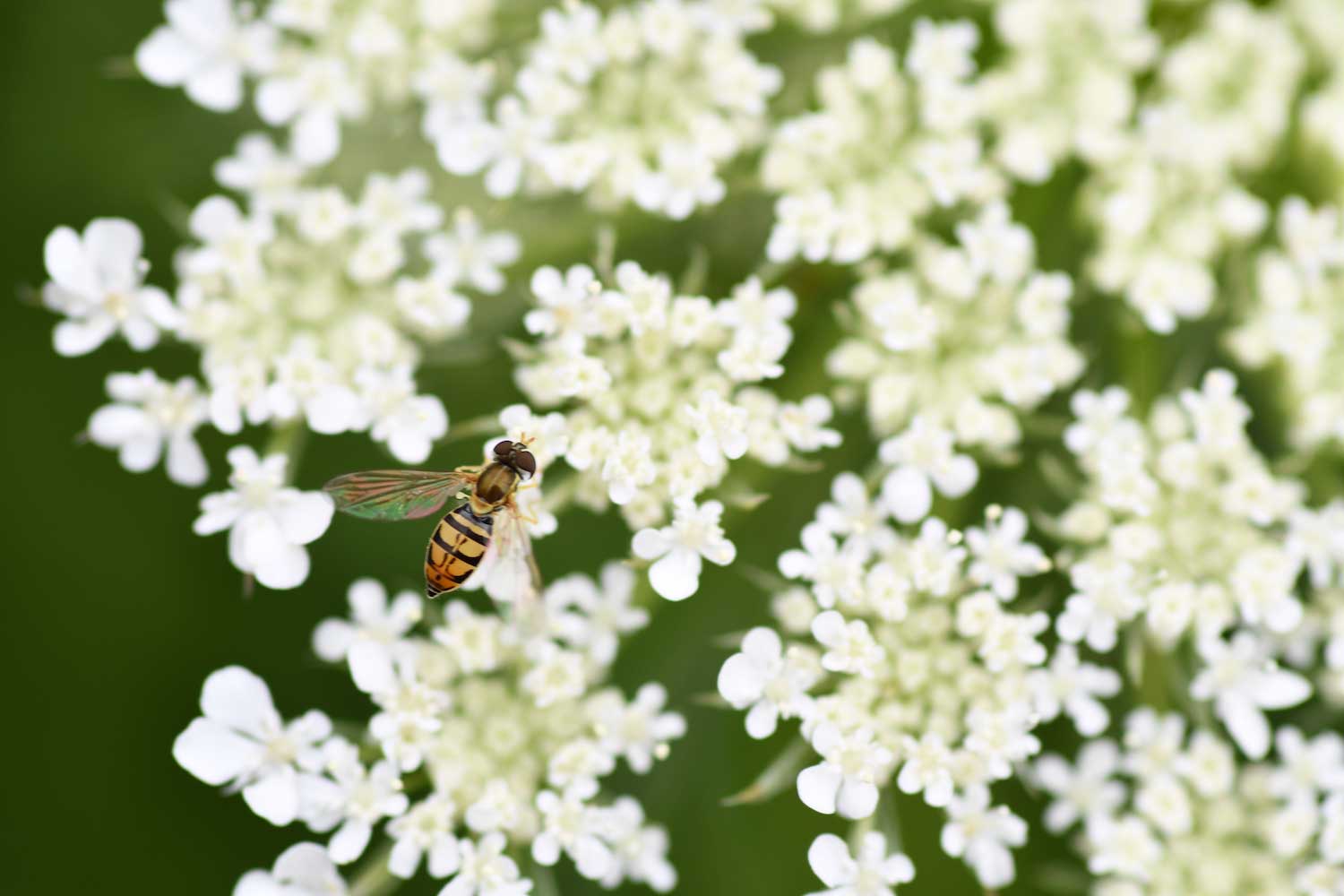 A closeup of a fly on a lacy, white flower.
