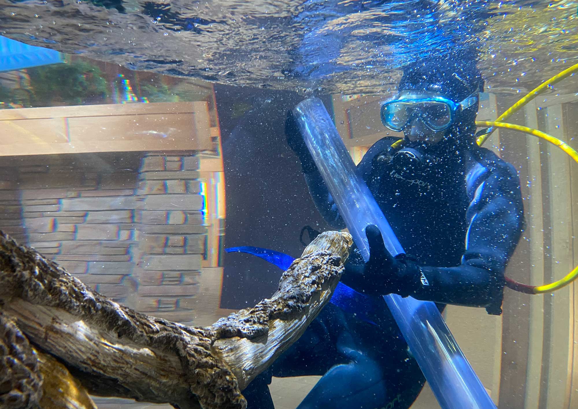 A diver in a wet suit cleans a 2,000-gallon aquarium. 
