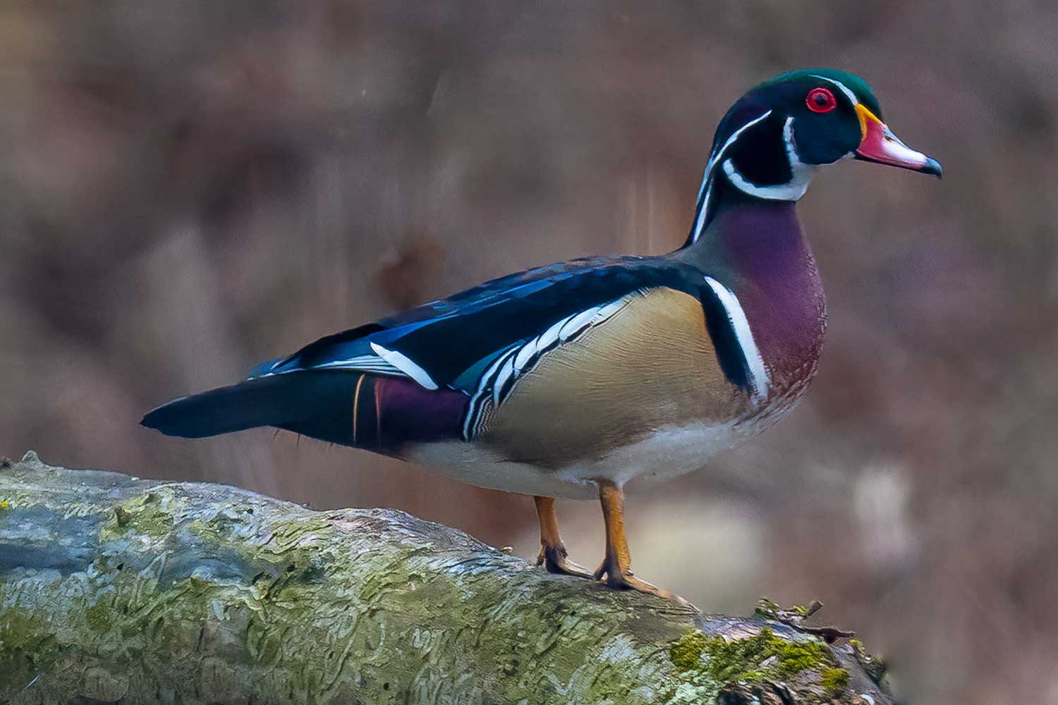 Wood duck standing on a log.