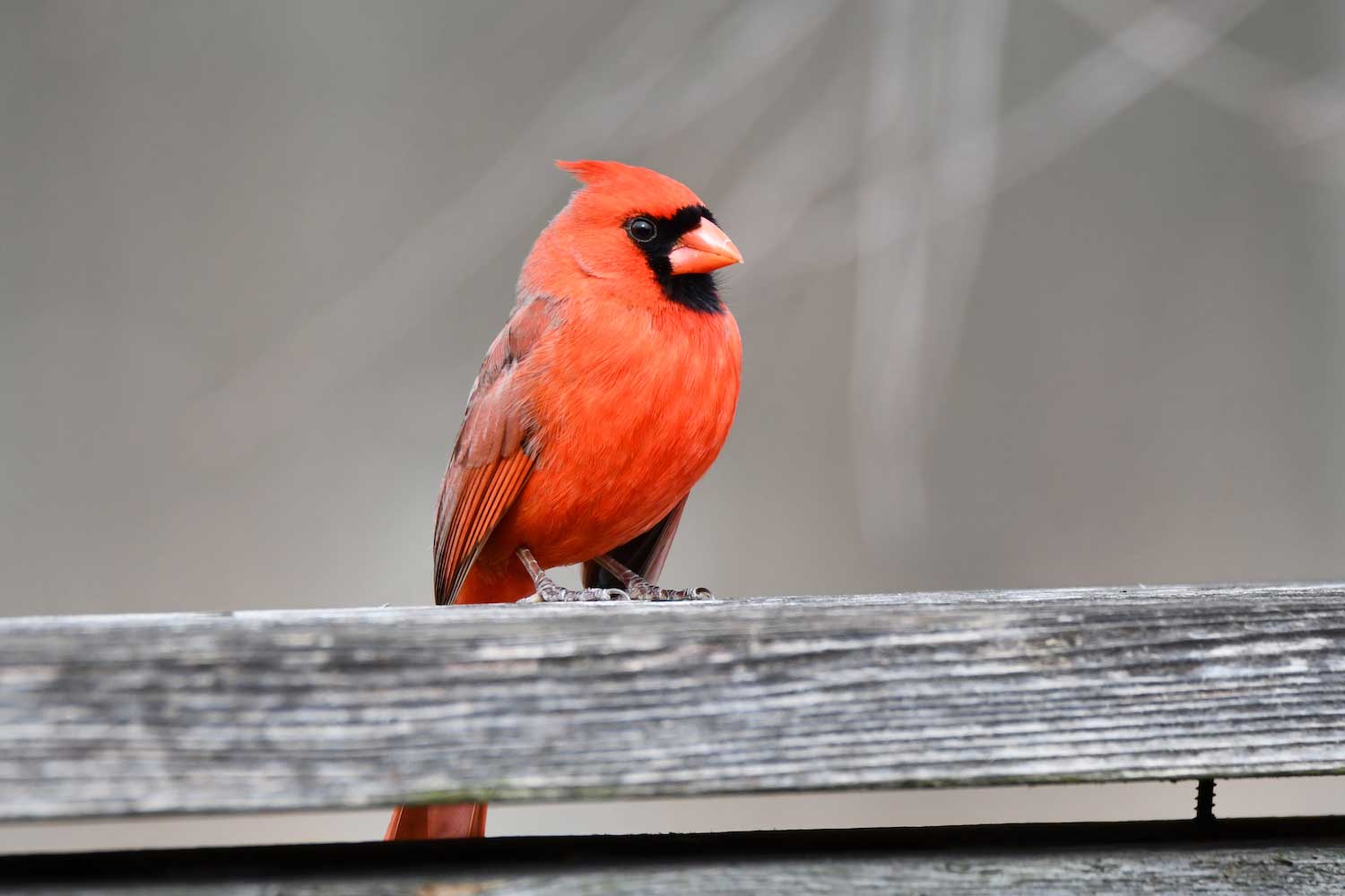 A northern cardinal perched on a wooden railing.
