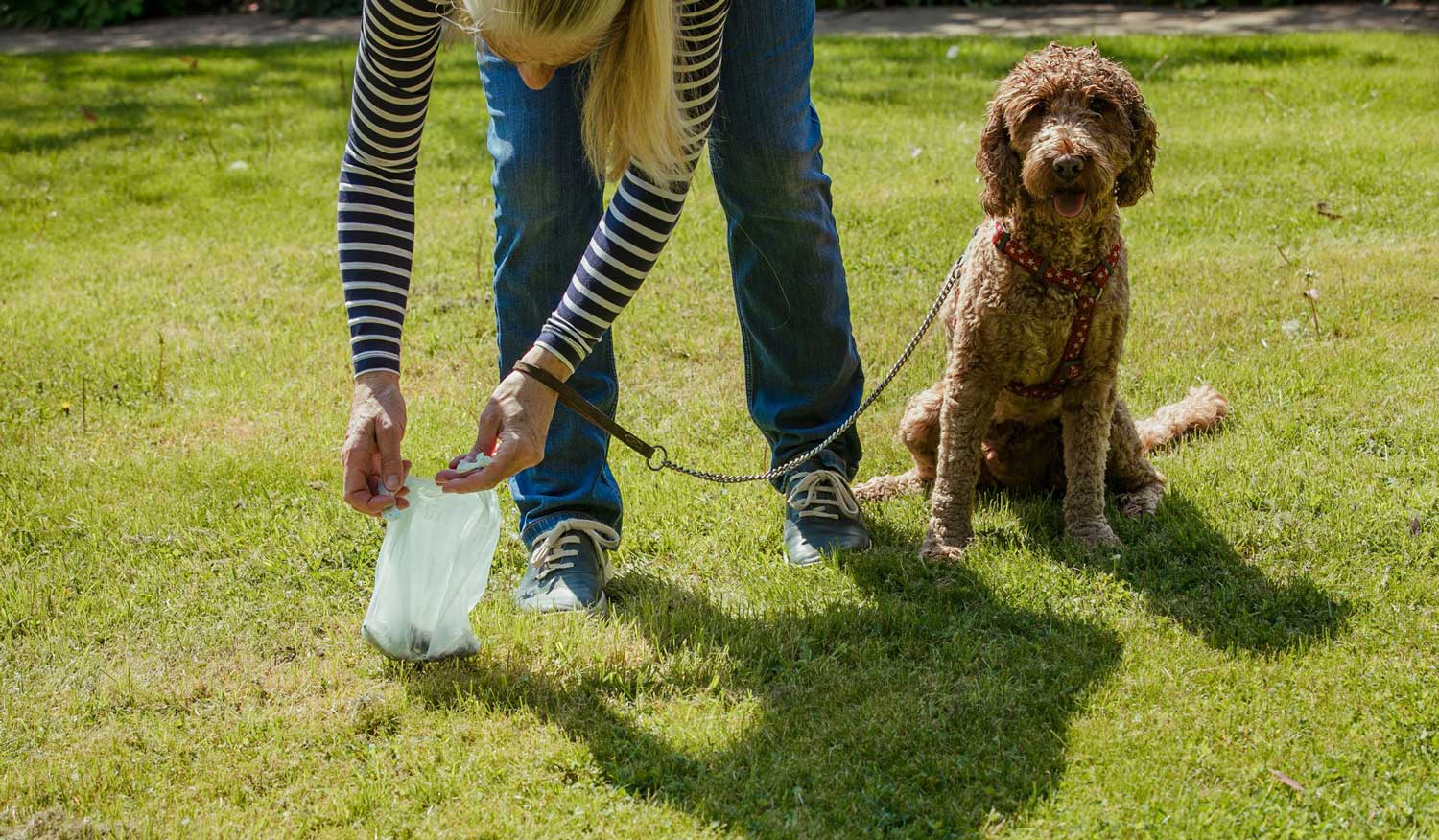 Dog Poop vs. Wildlife Poop: Not All Animal Excrement Is Equal - Forest