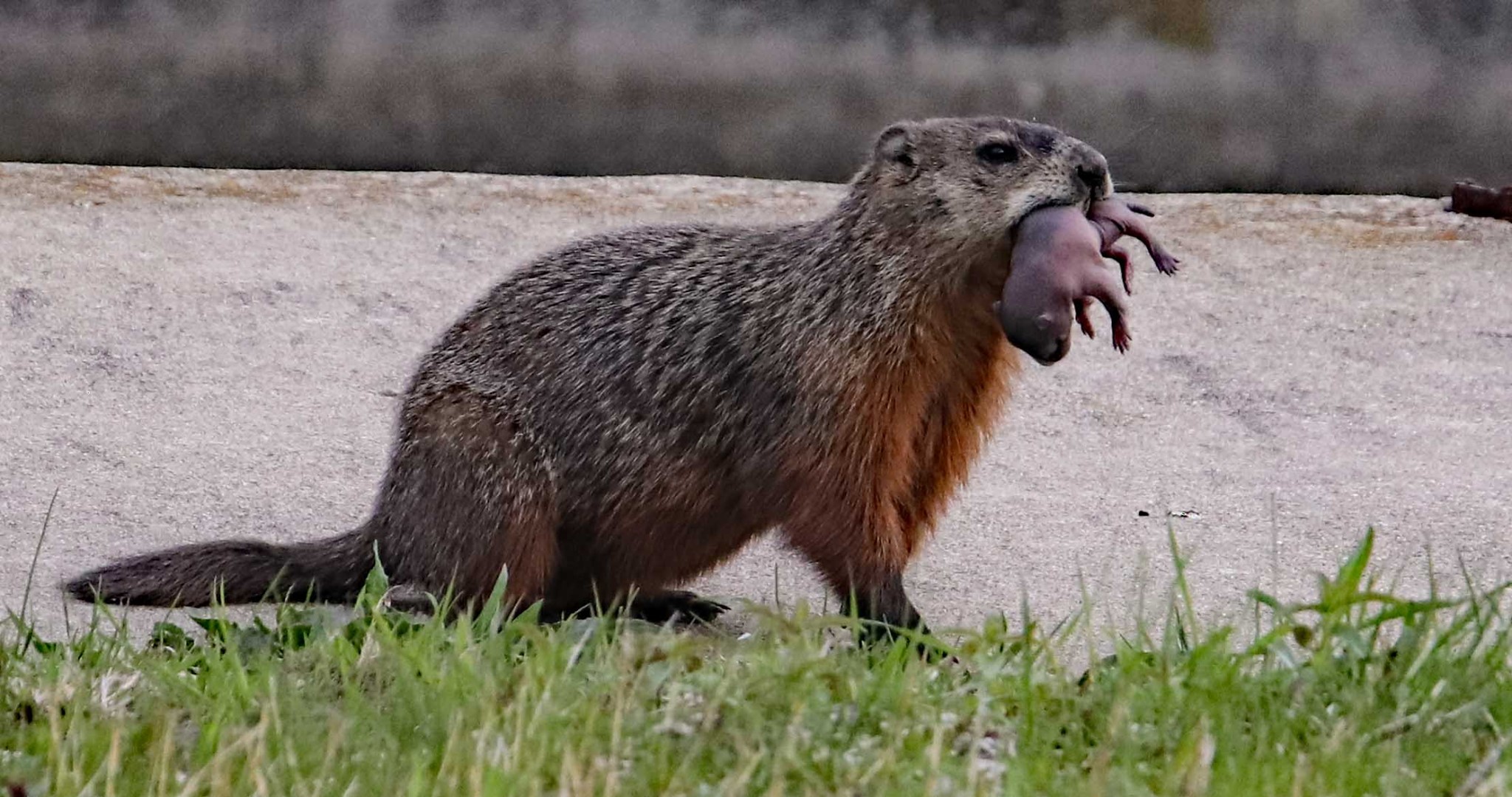 A woodchuck carrying a kit in its mouth.