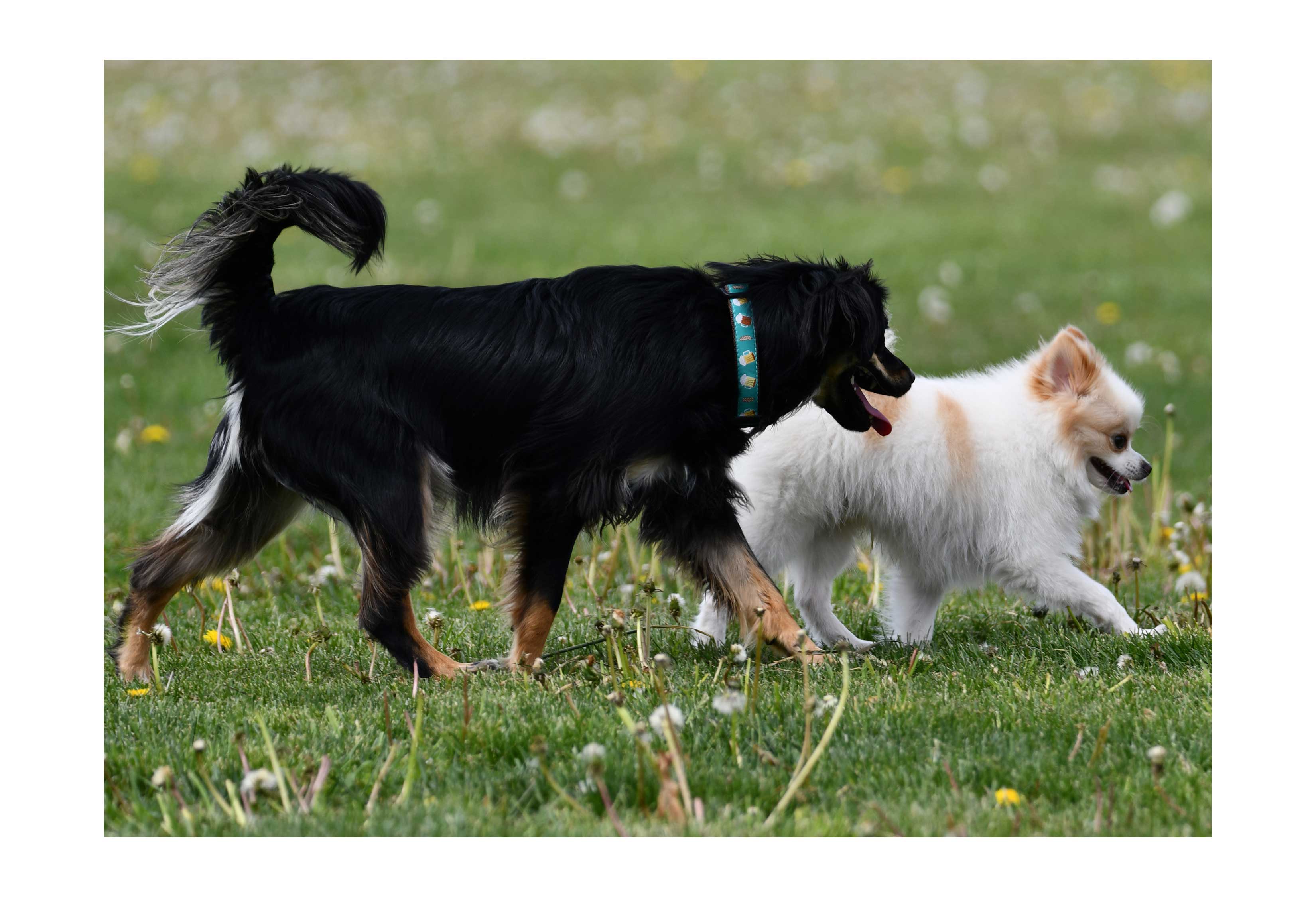 Two dogs walking in the dog park at Whalon Lake.