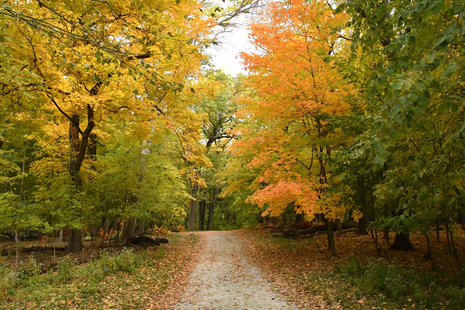 Trail lined with grasses and trees with fall colors.