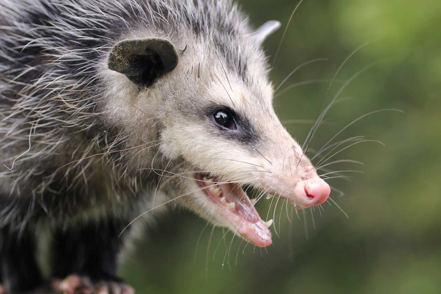 Opossum close up.