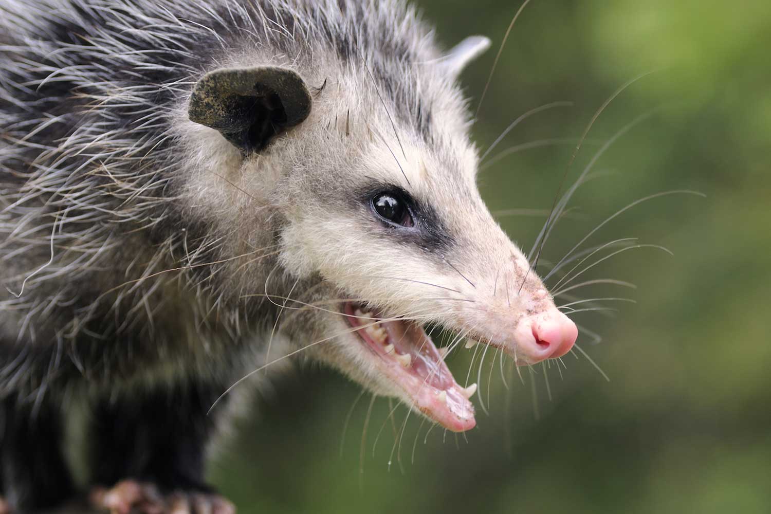 Virginia Opossum – Wildlife Illinois