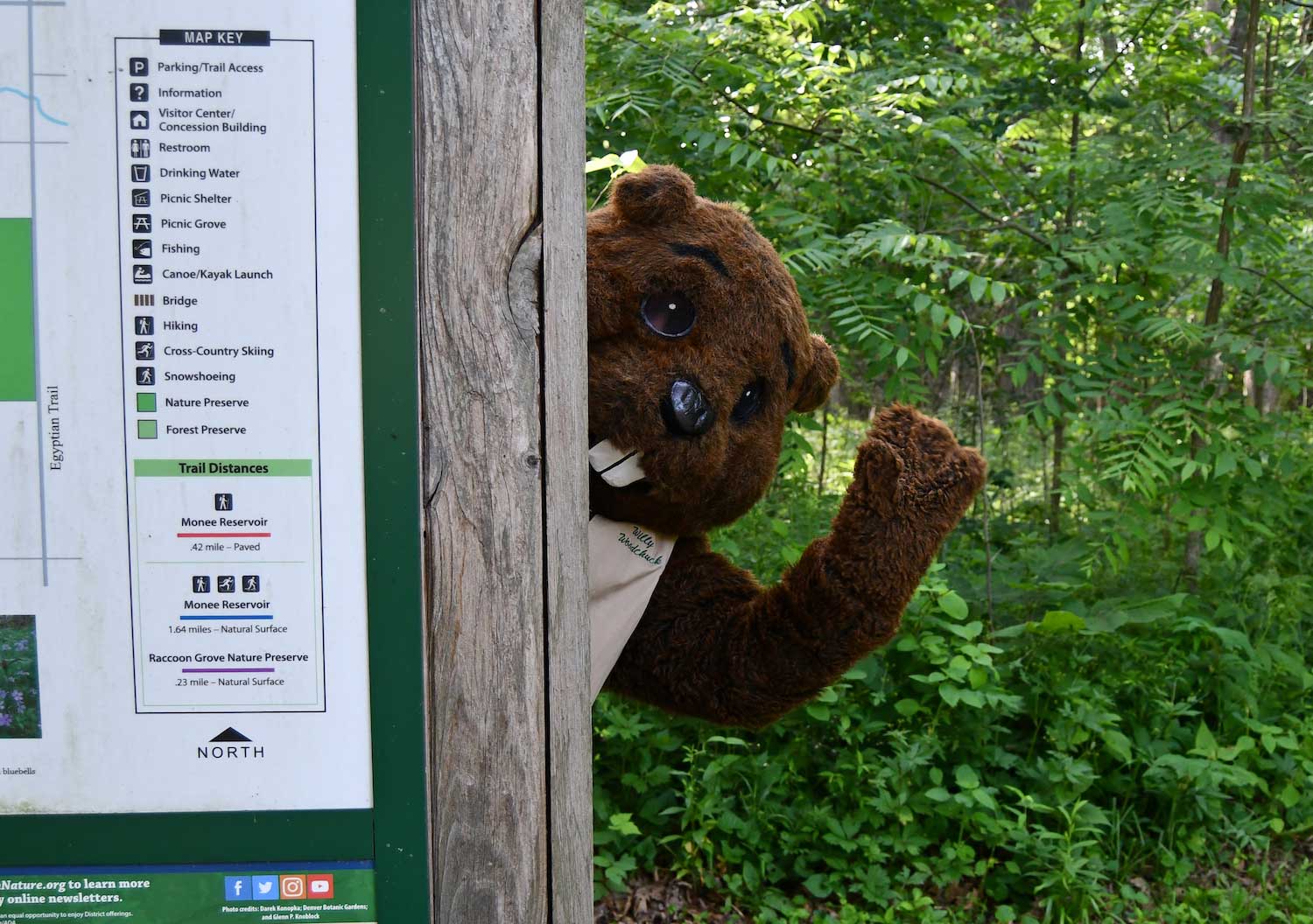 A woodchuck mascot peeking out and waving from behind a sign.