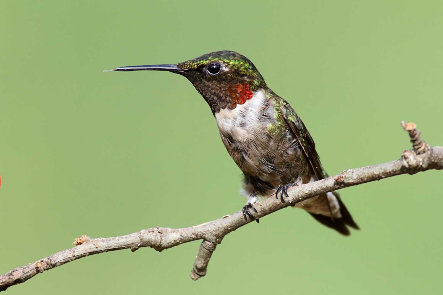 A ruby-throated hummingbird on a branch with its tongue slightly extended.