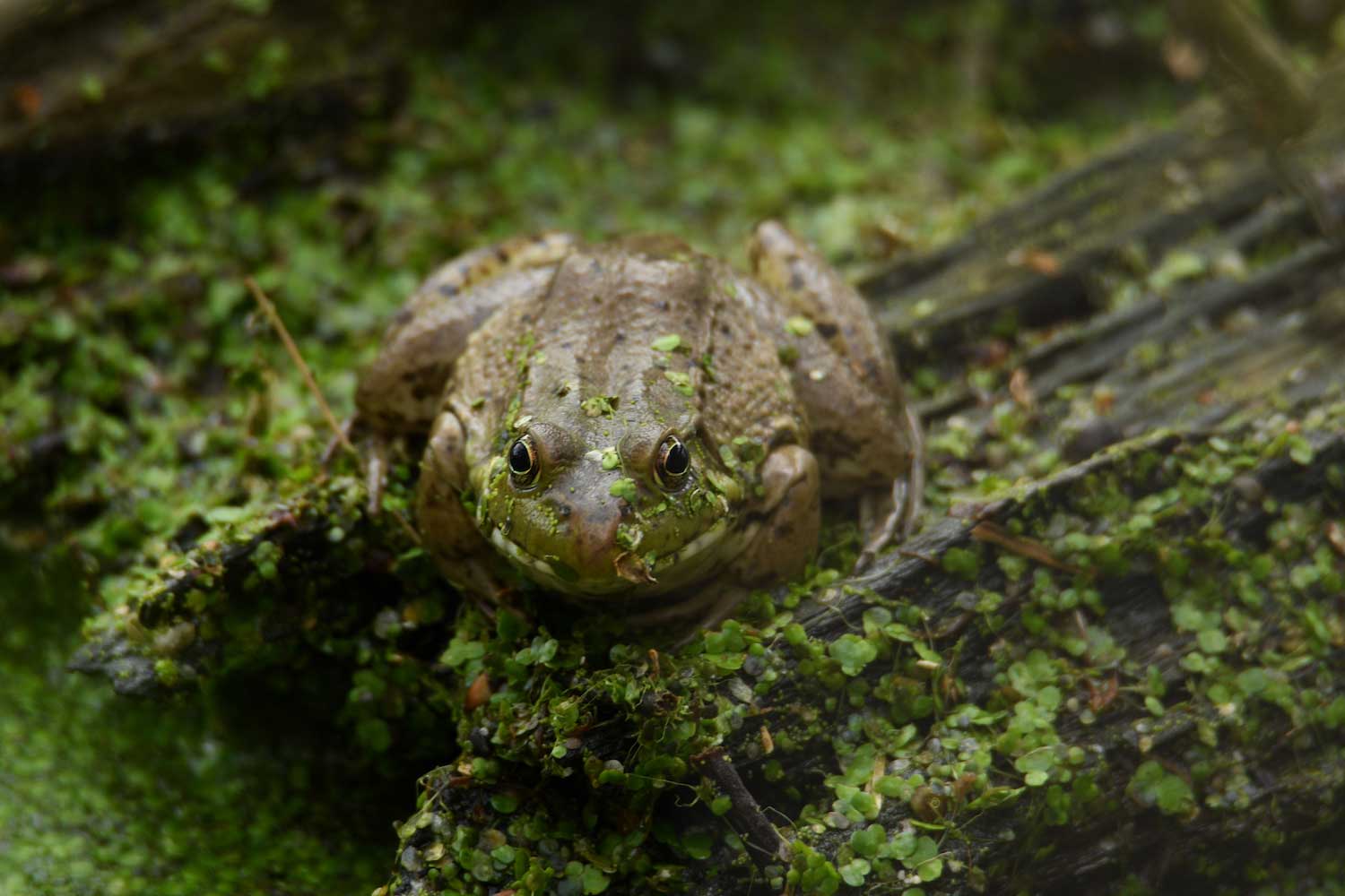 A bullfrog covered in duckweed sitting on a log.