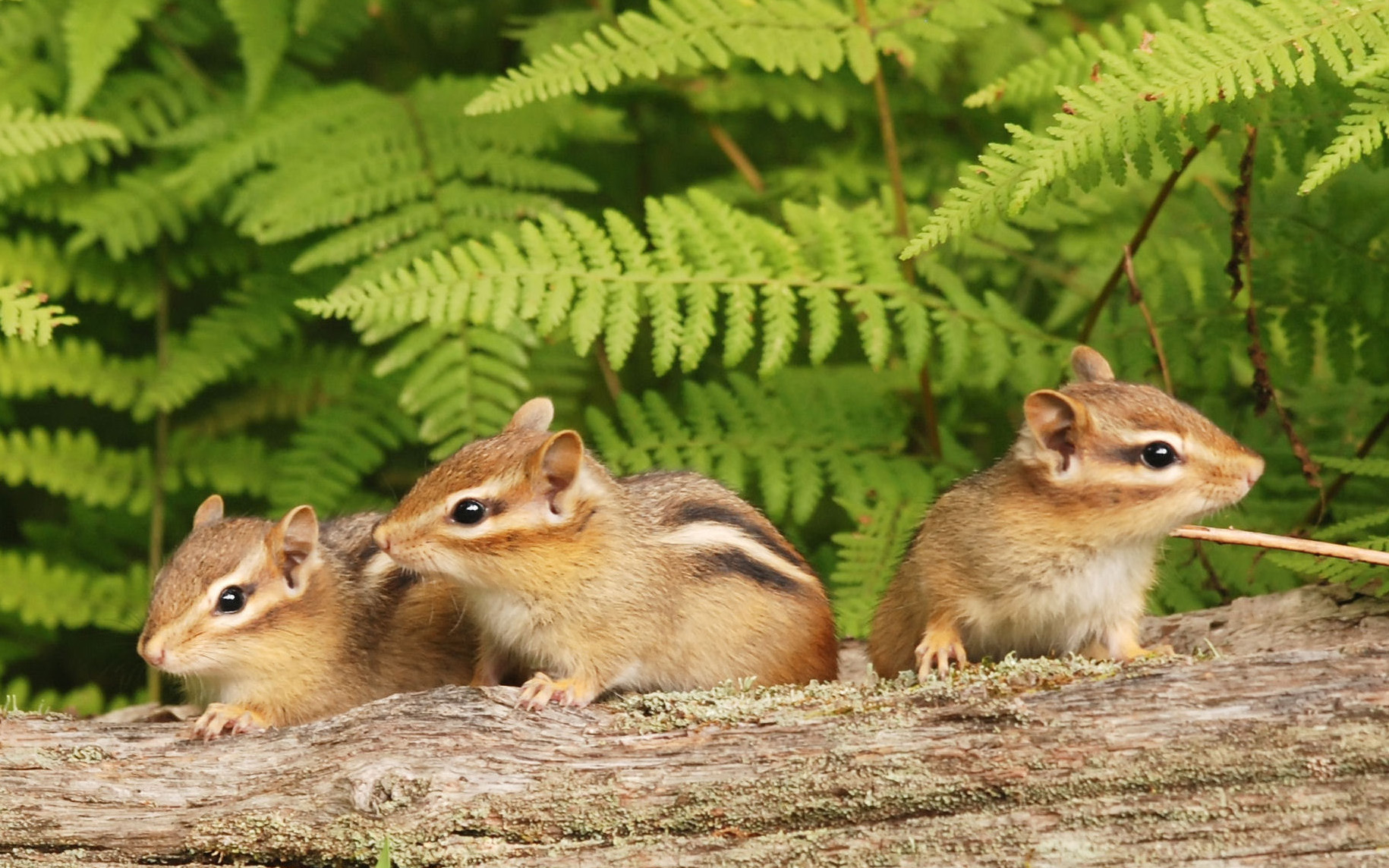 Three young chipmunks on a log.