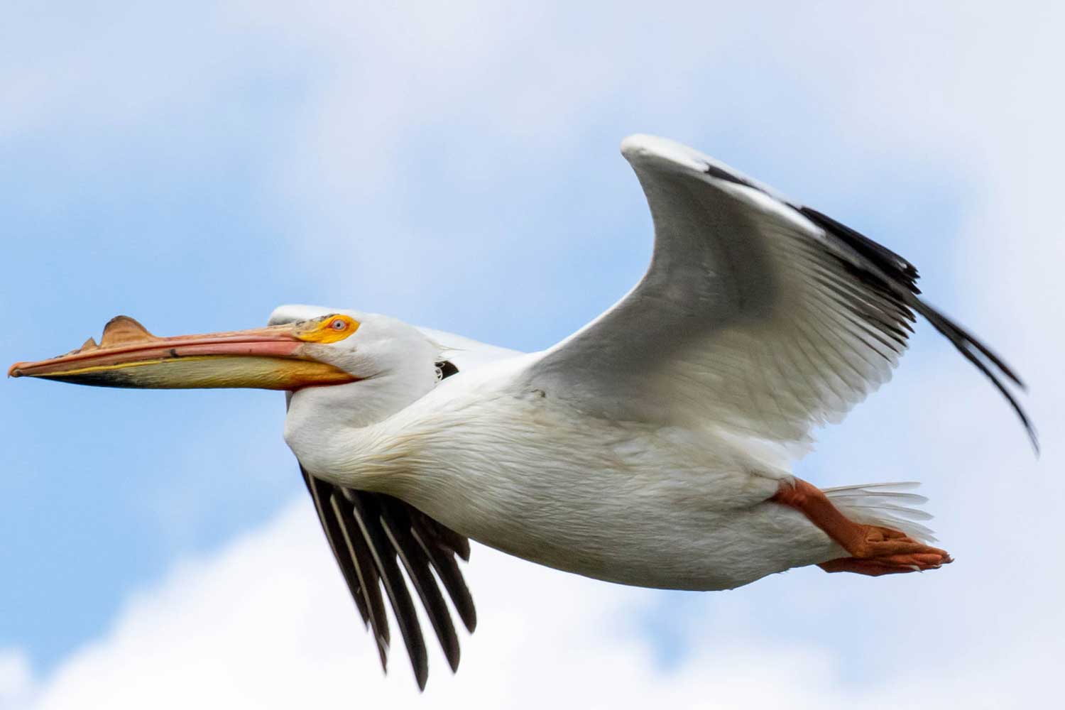 A pelican in flight with its wings extended in front of blue sky strewn with clouds.