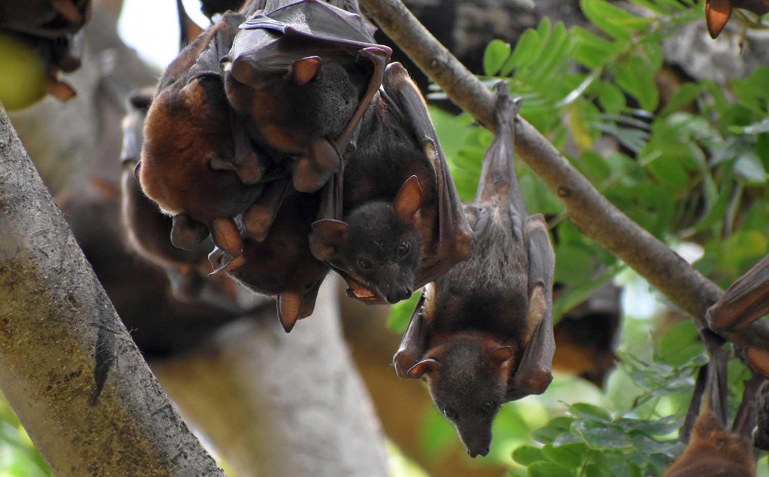 A small colony of bats hanging from a tree branch.