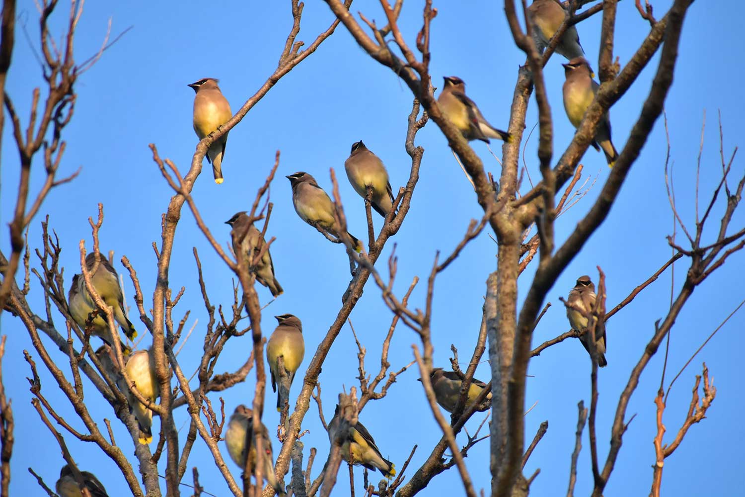 A group of cedar waxwings in a tree.